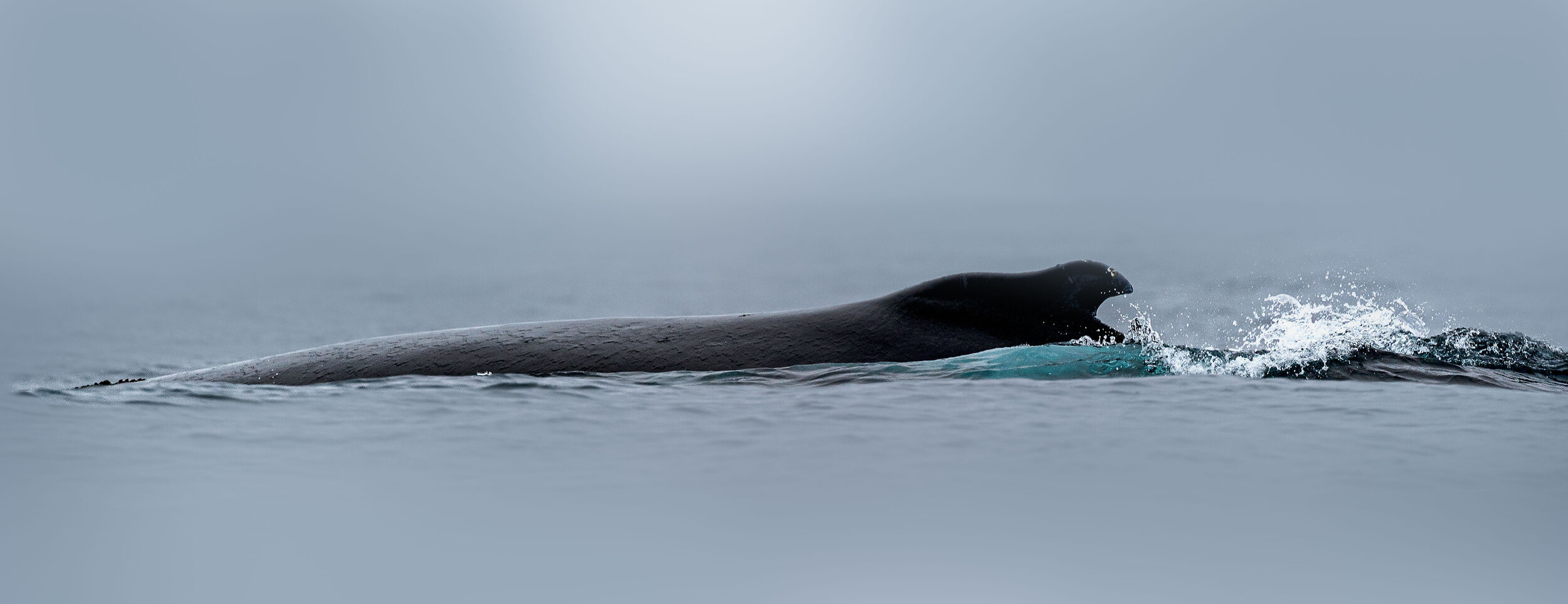 Humpback Whale - Silent Passage
