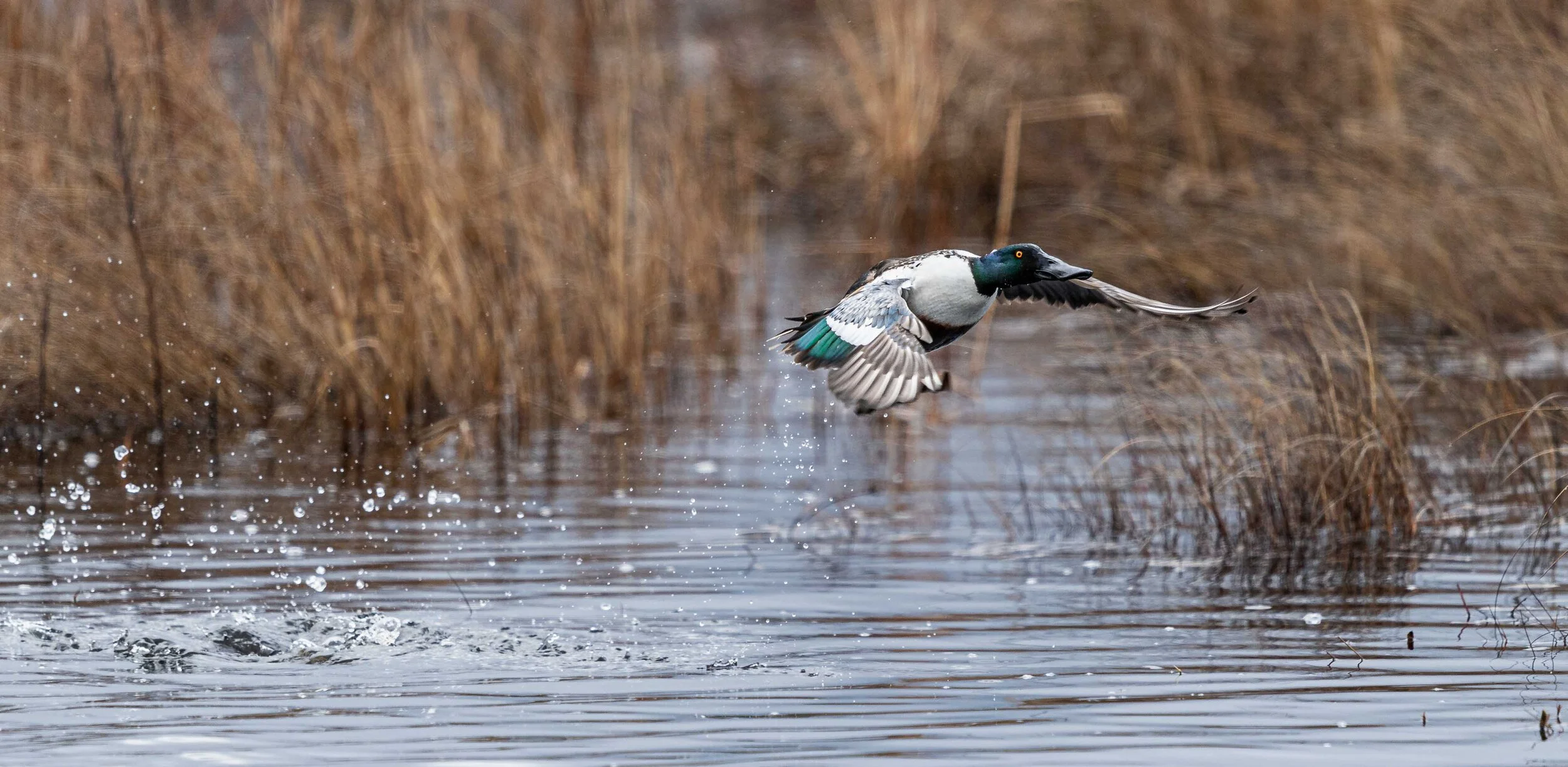 _ND55511-Edit.jpg