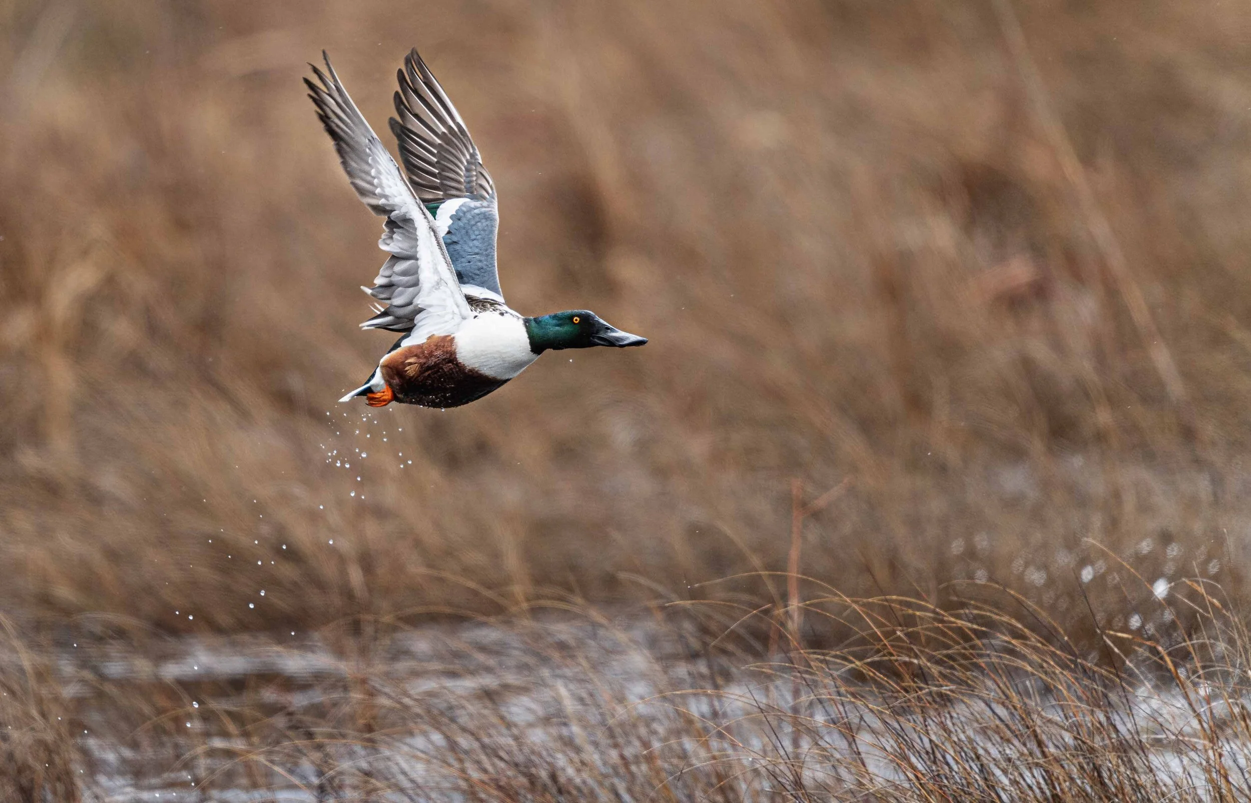 Northern Shoveler Duck - 4
