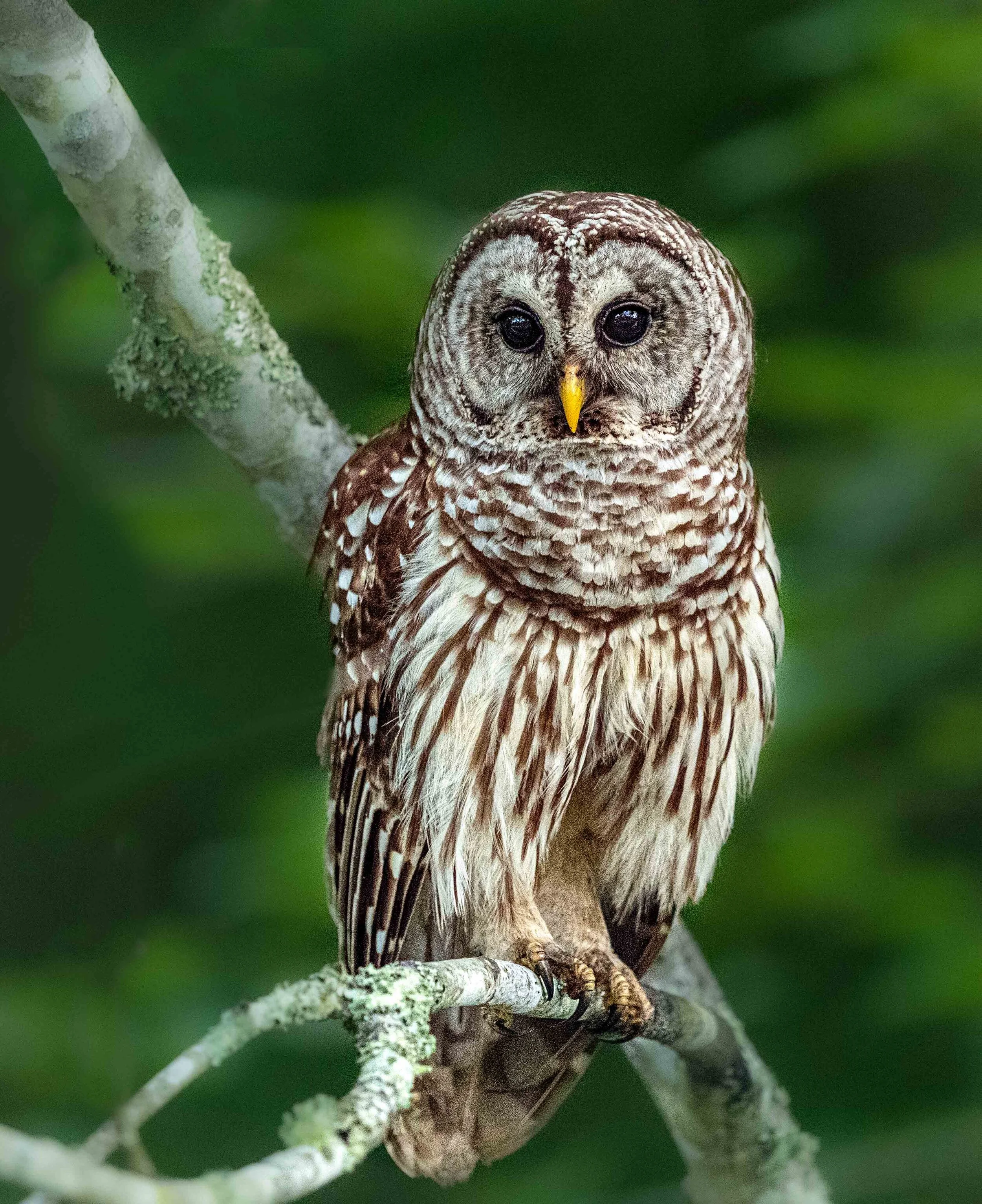 Barred Owl