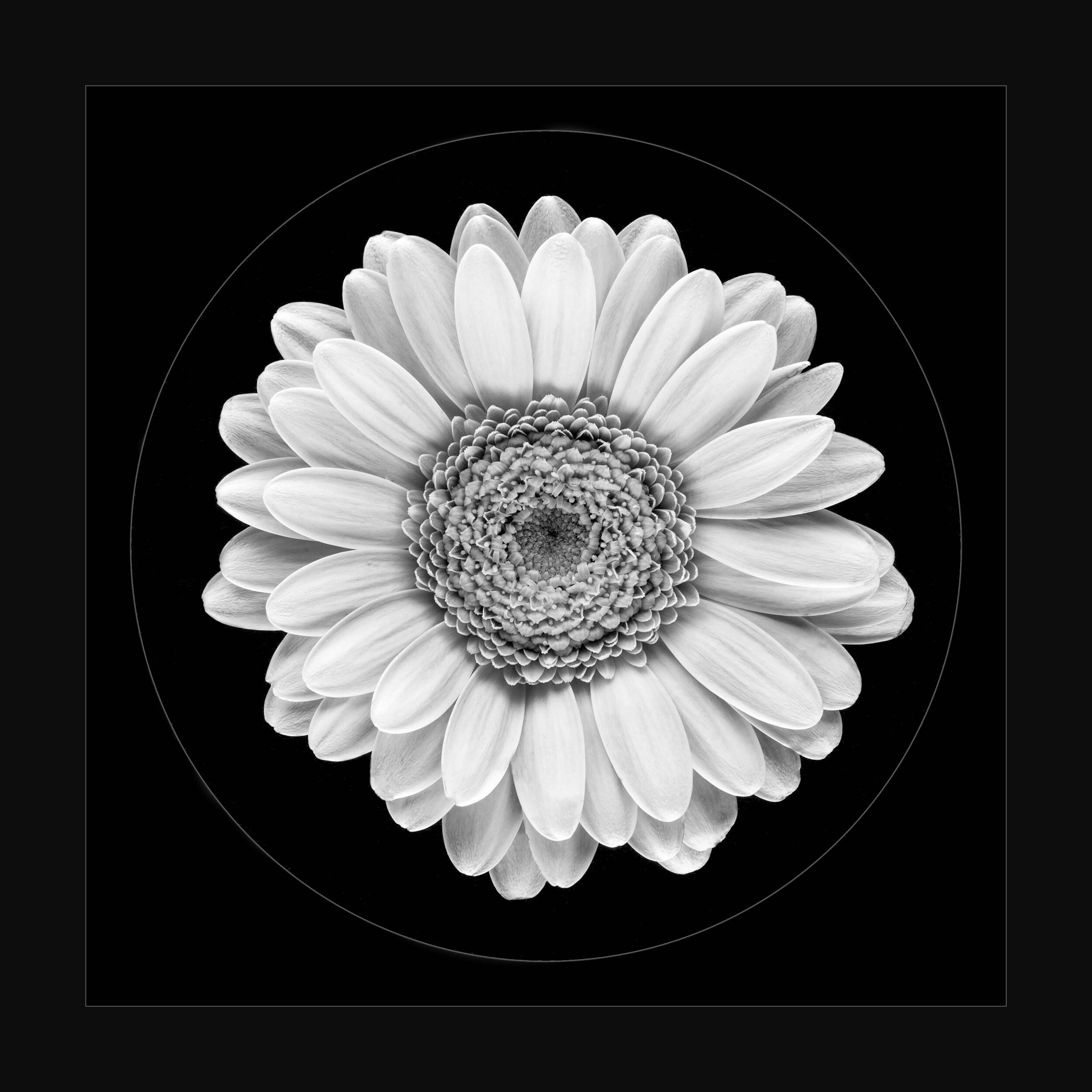 Delicate Luminance.jpg