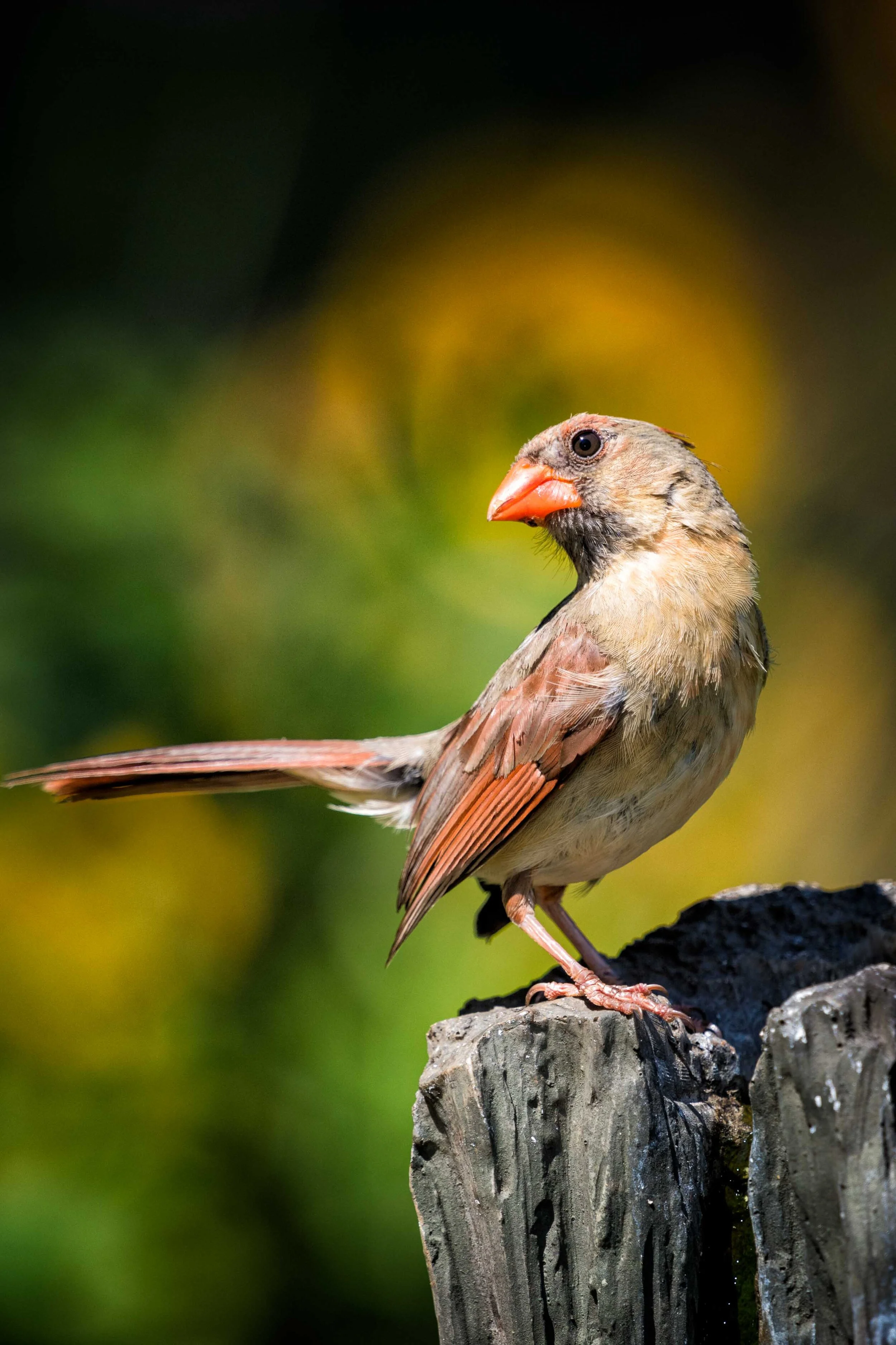 Female Northern Cardinal