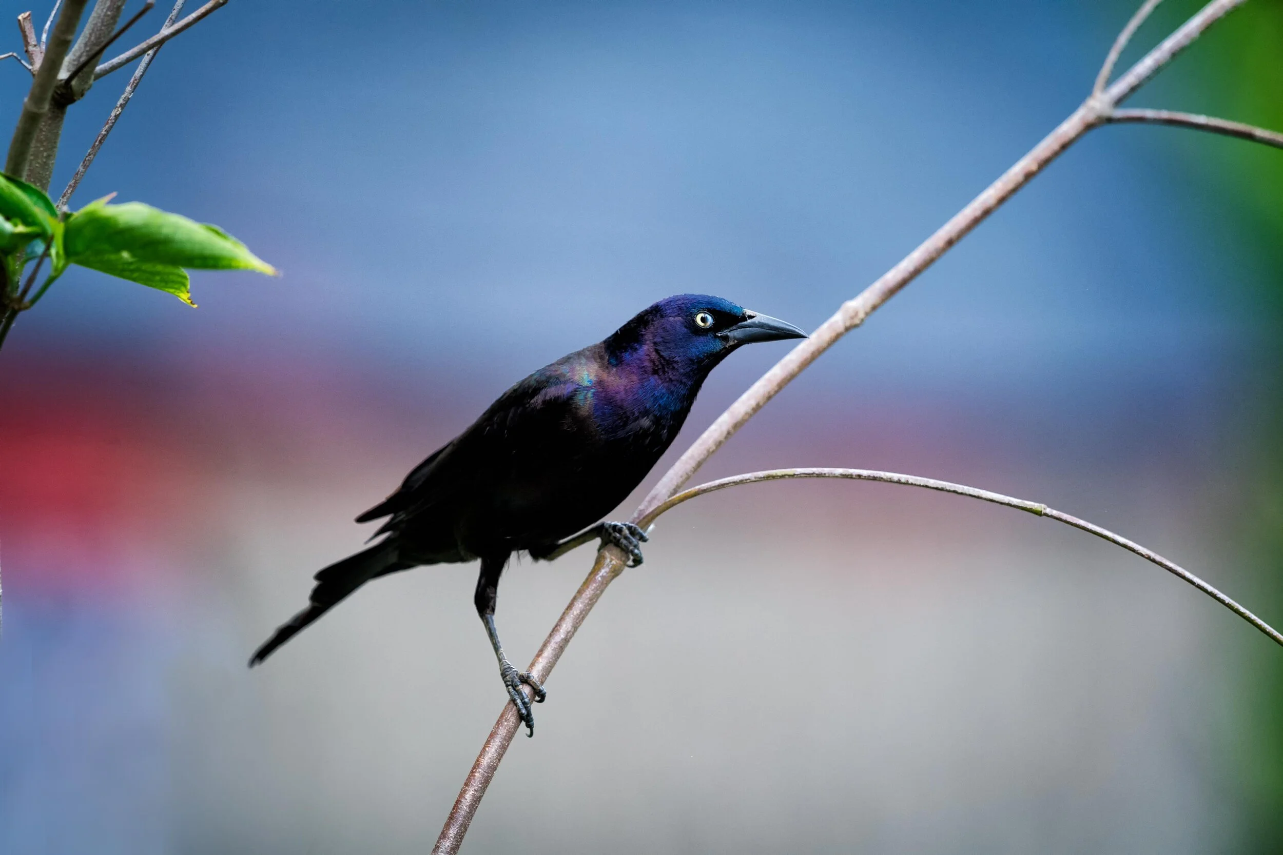 Grackle