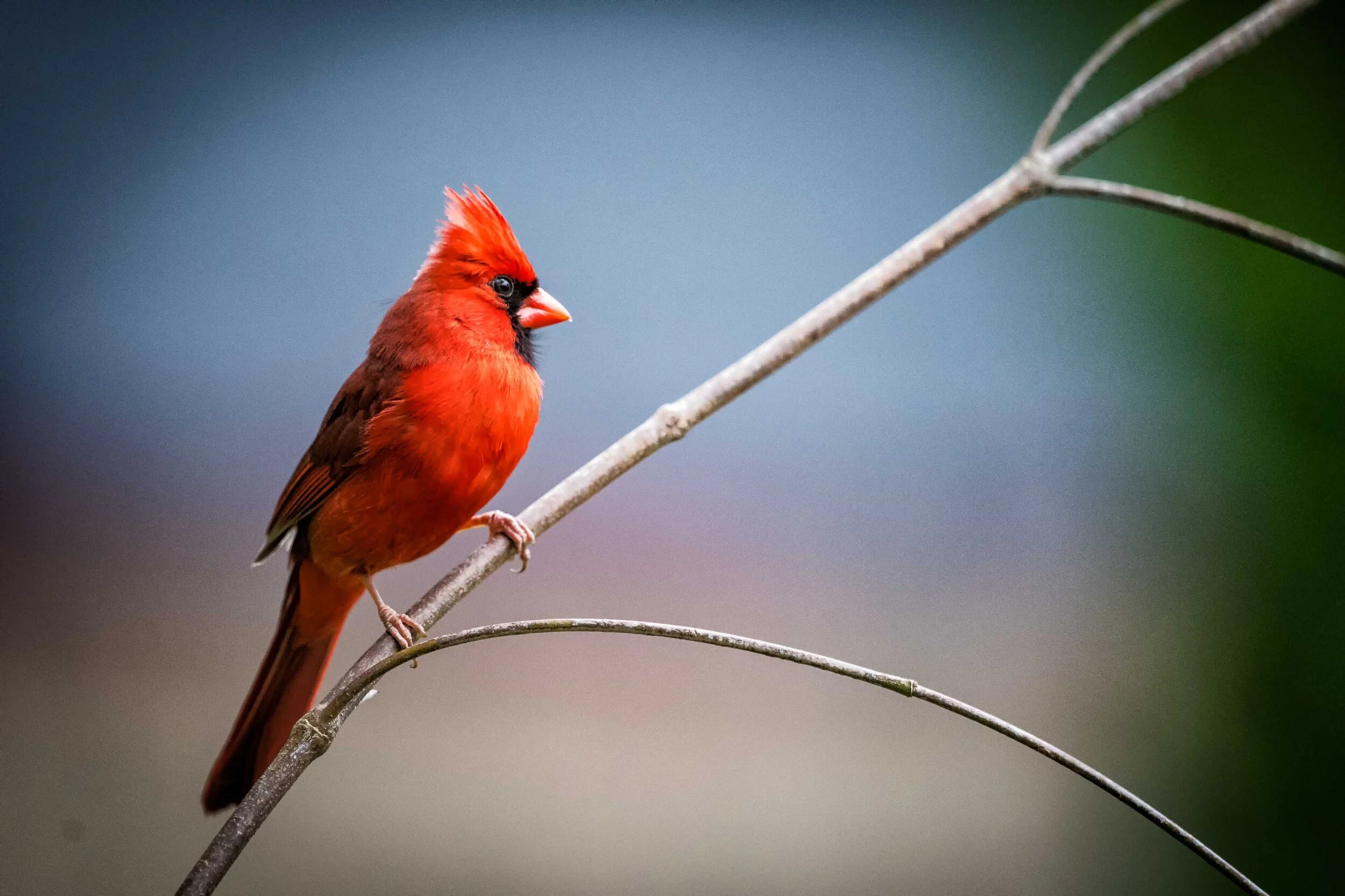 Male Northern Cardinal- 