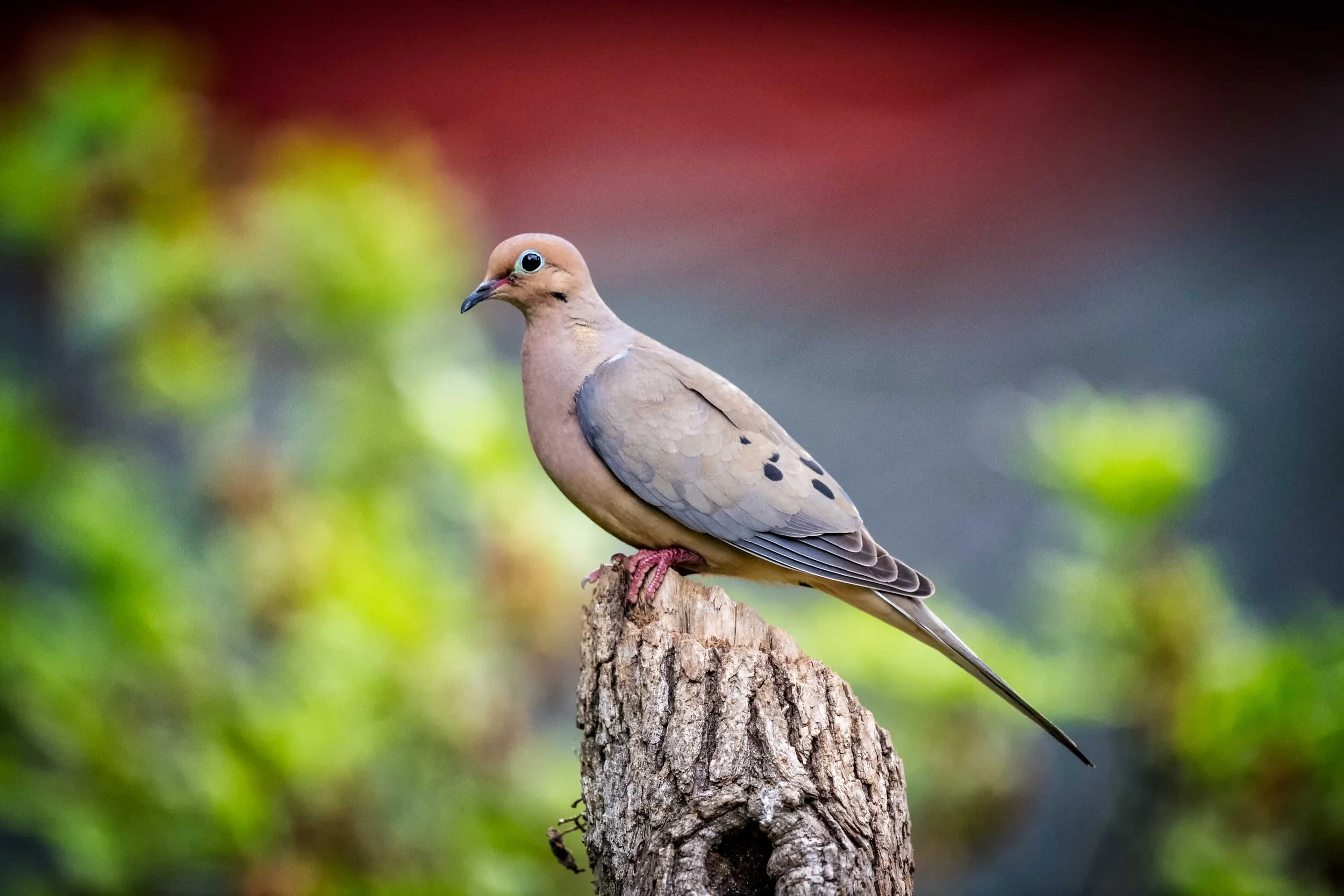 Mourning Dove