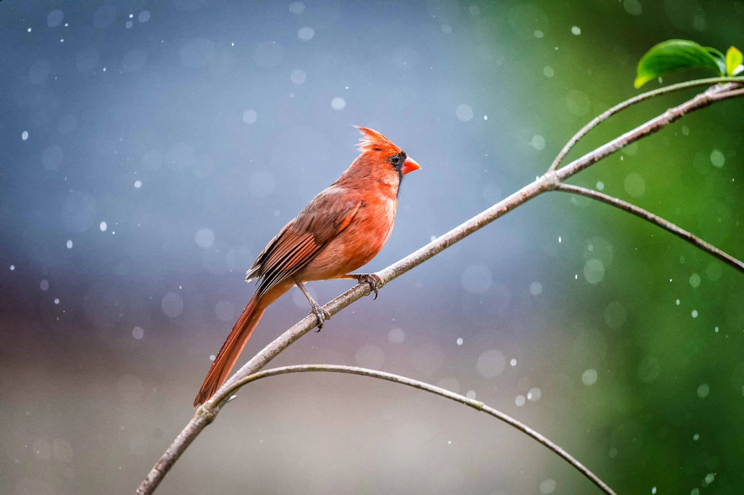 Male Northern Cardinal- 