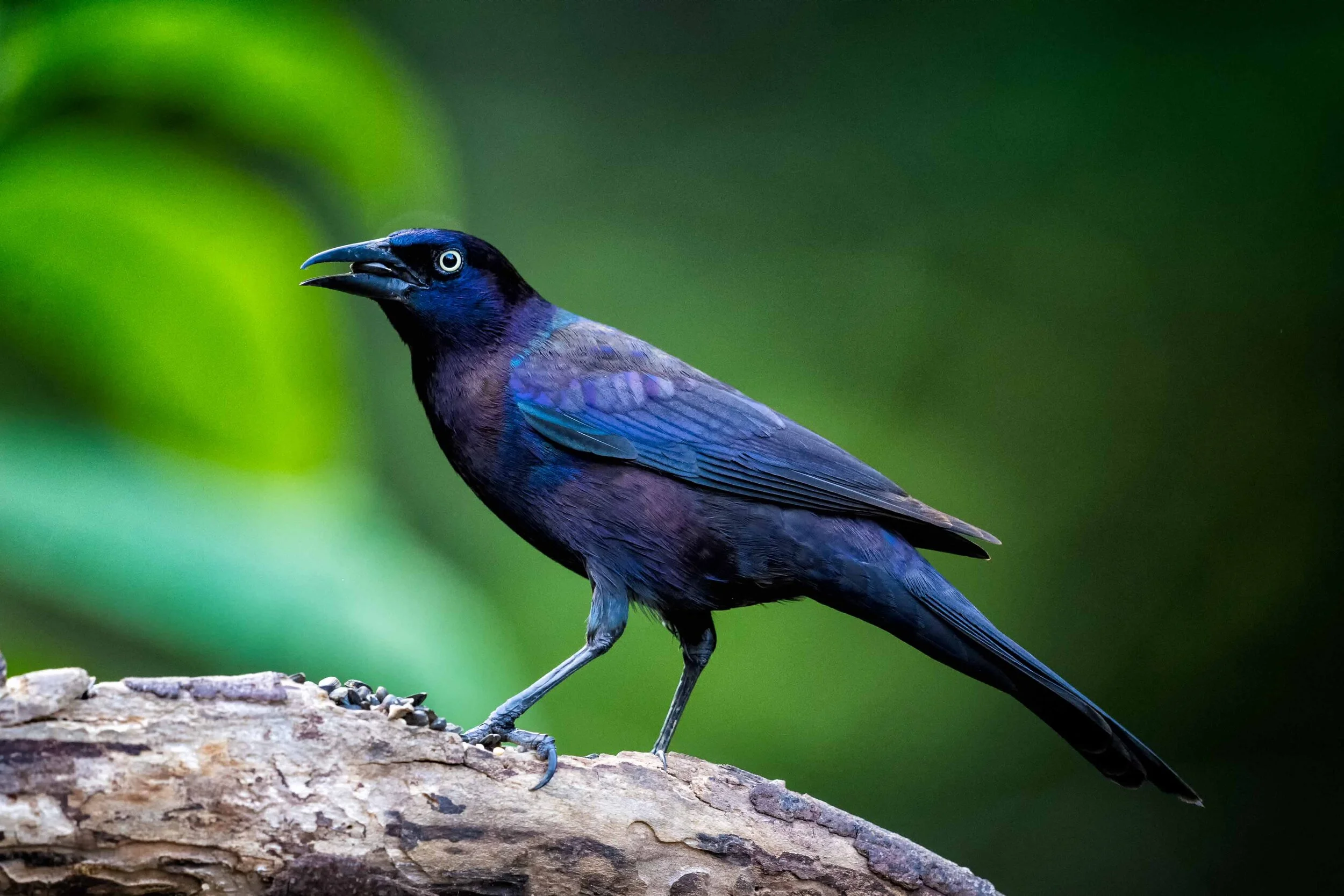 Grackle - 2