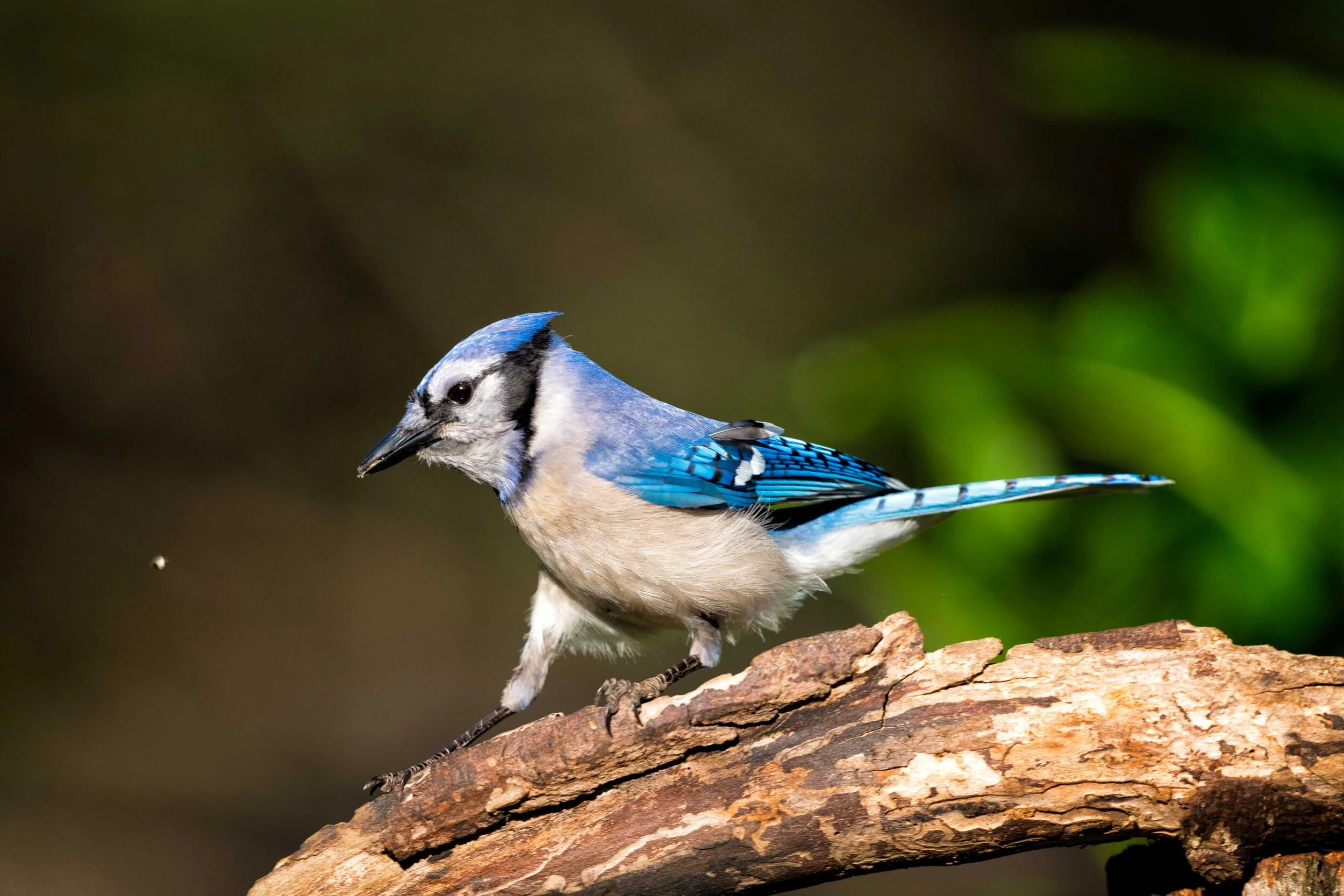 Carter-7639-Edit.jpg