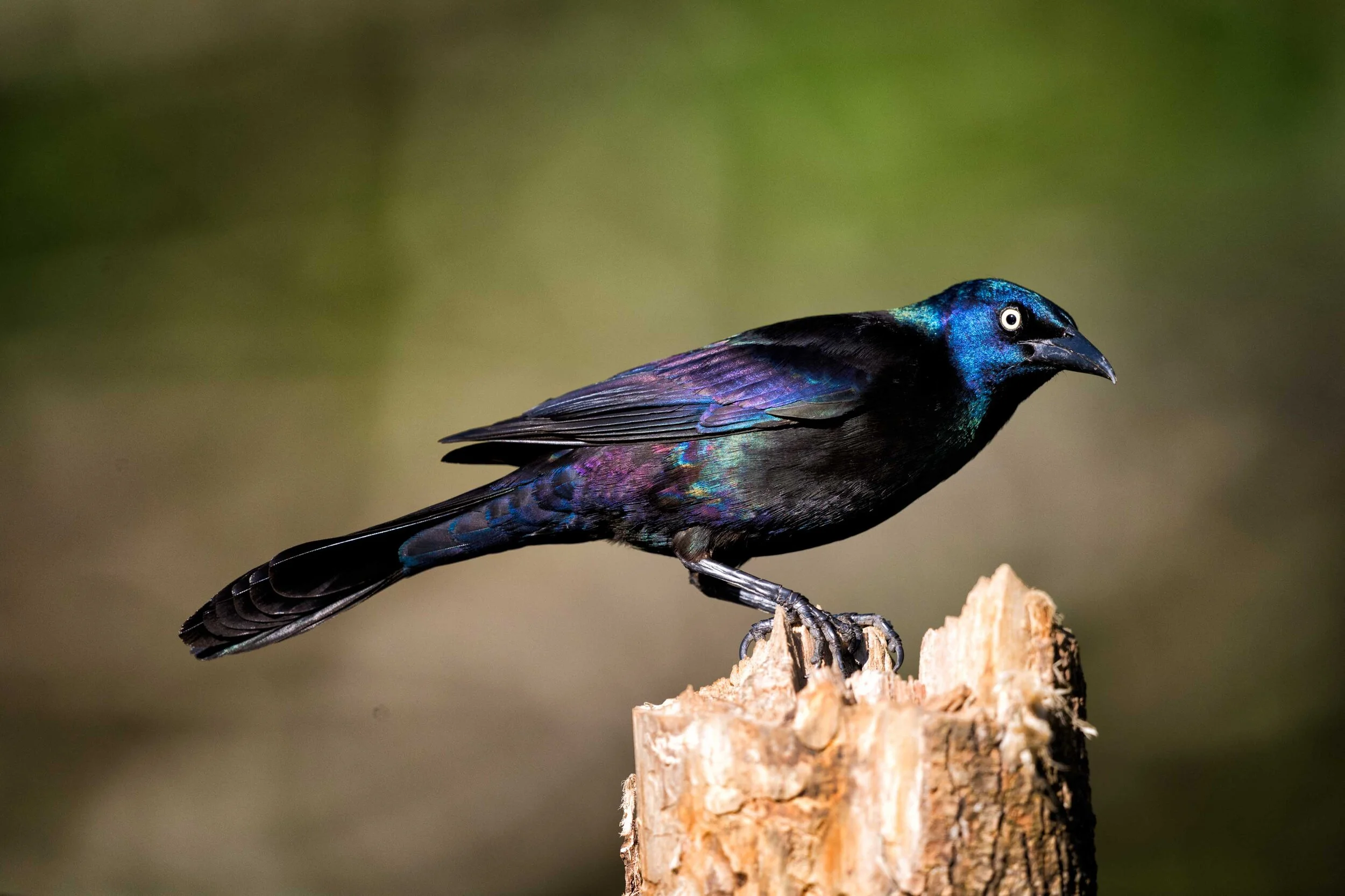 Grackle - 3