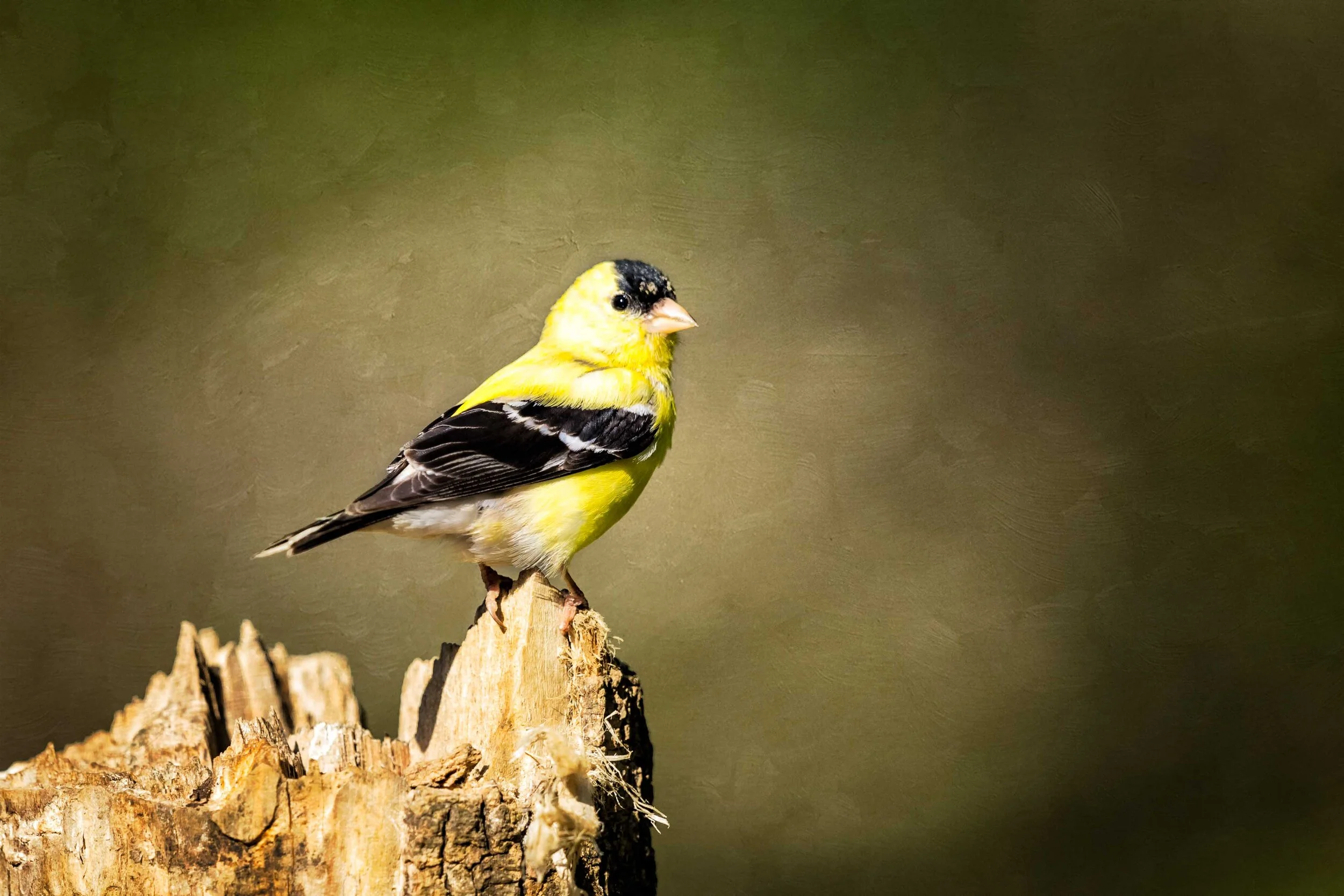American Goldfinch - Painted