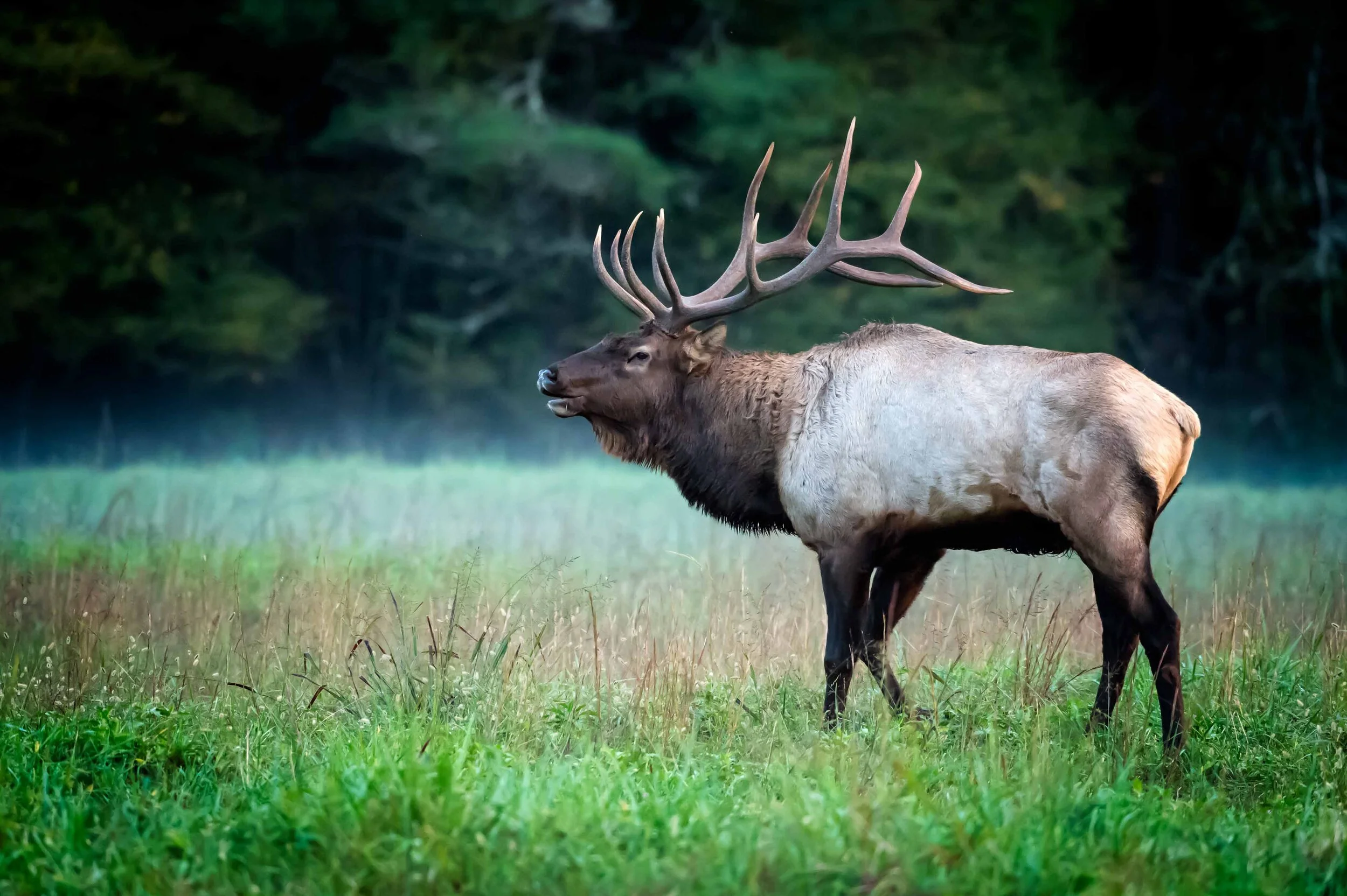 Cataloochee-1108-Edit.jpg