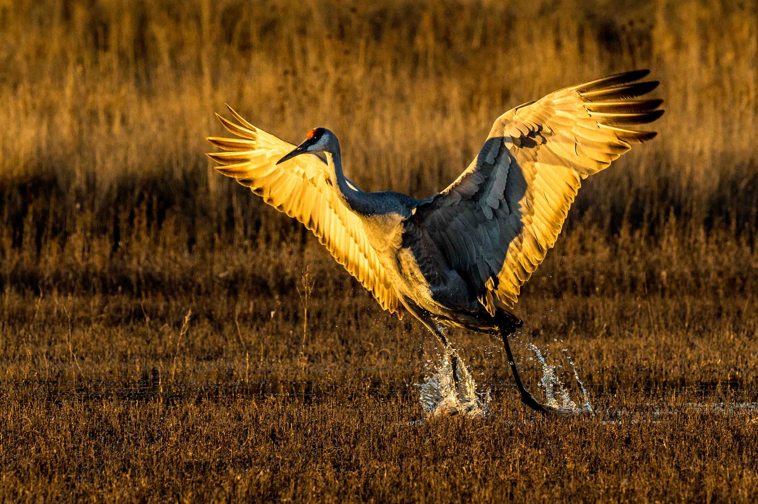 Evening Splash Down - Sandhill Crane