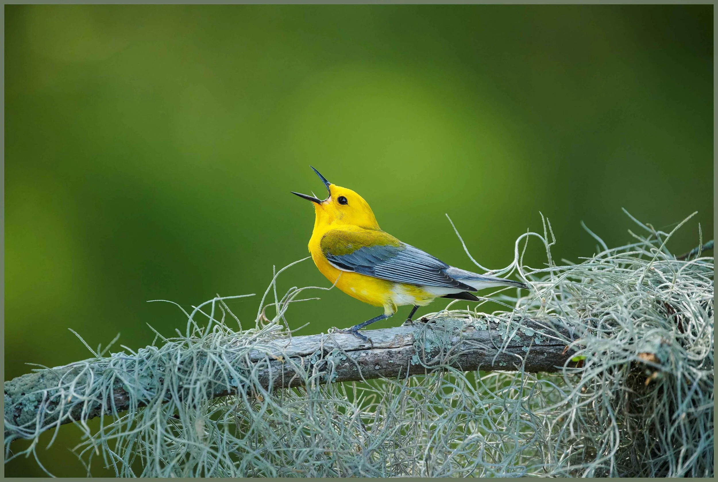Nature's Soprano-Edit.jpg