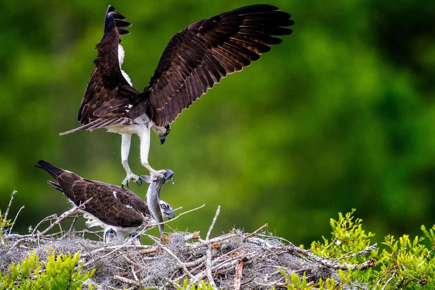 Osprey Returning to the Nest
