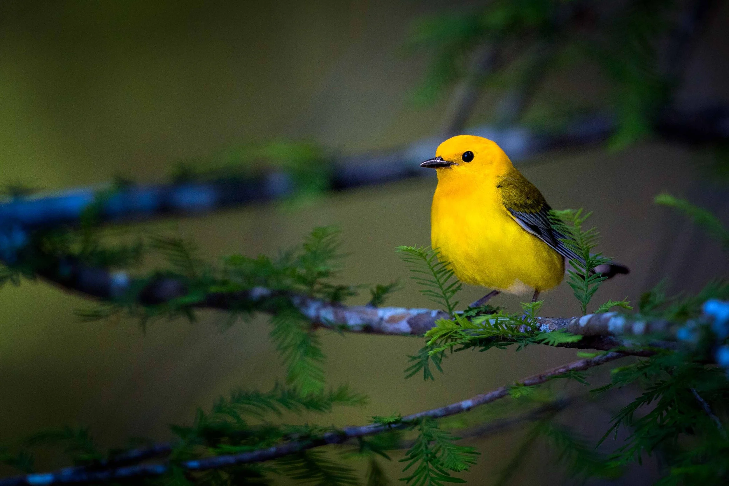 Prothonotary Warbler