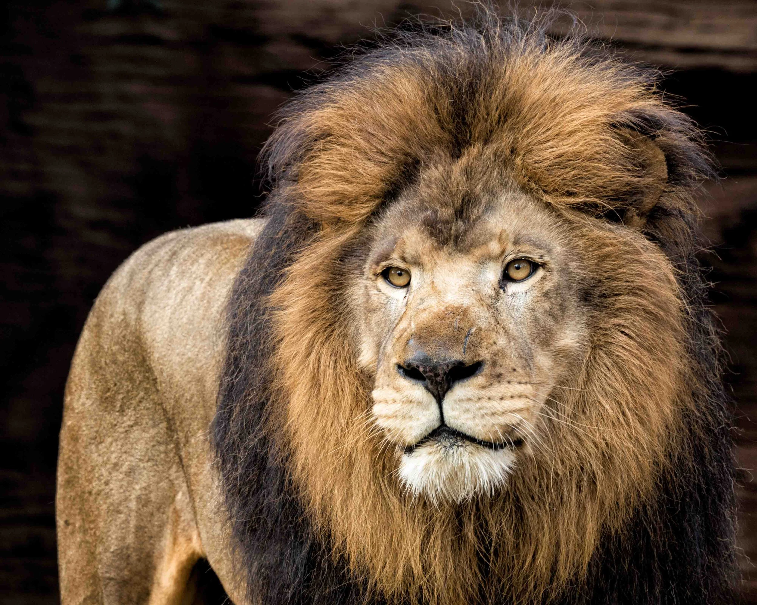 Lion