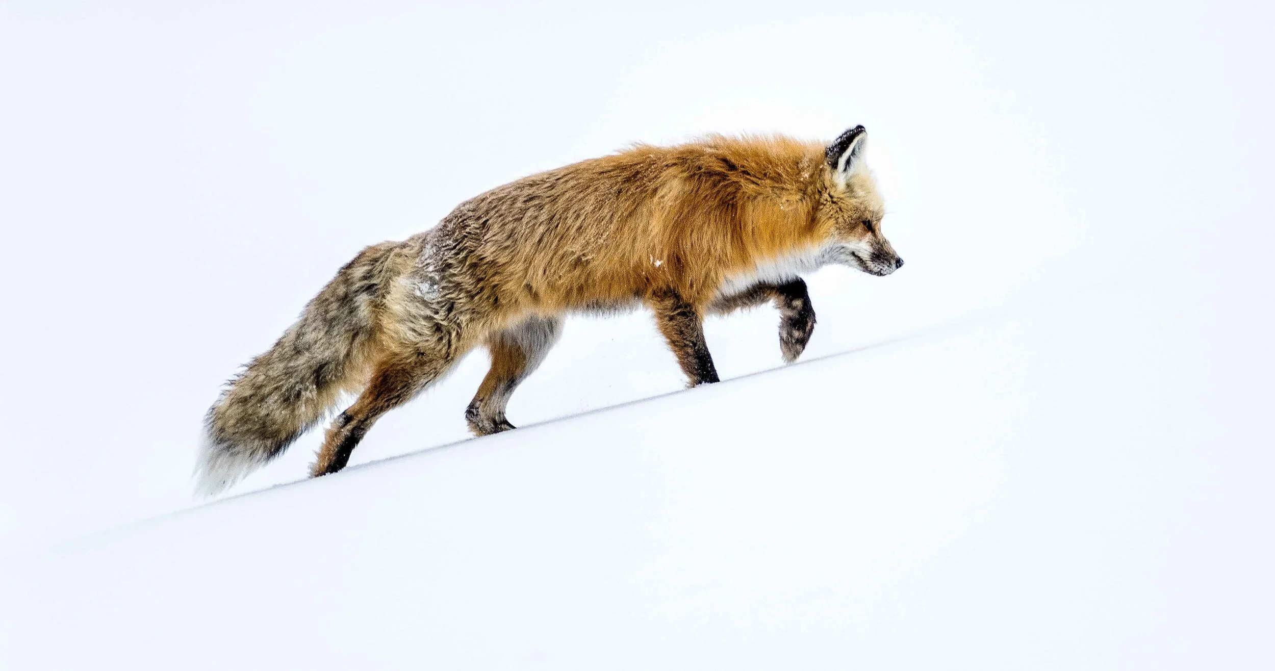 YNP-1032-Edit.jpg