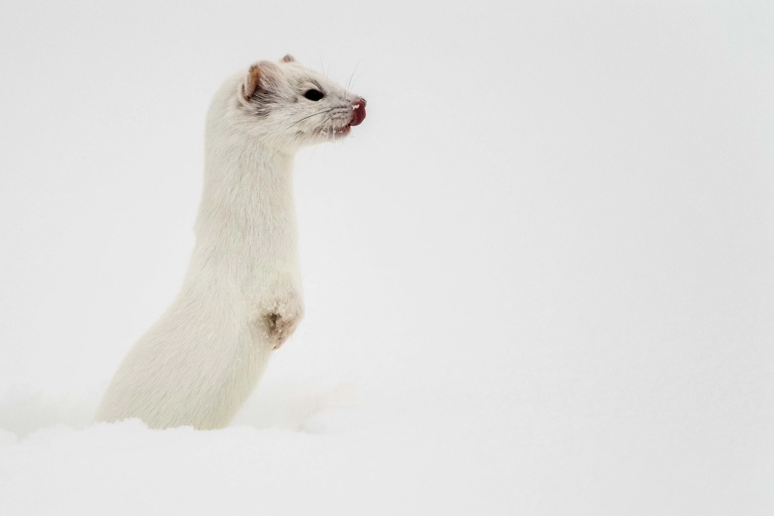 Ermine