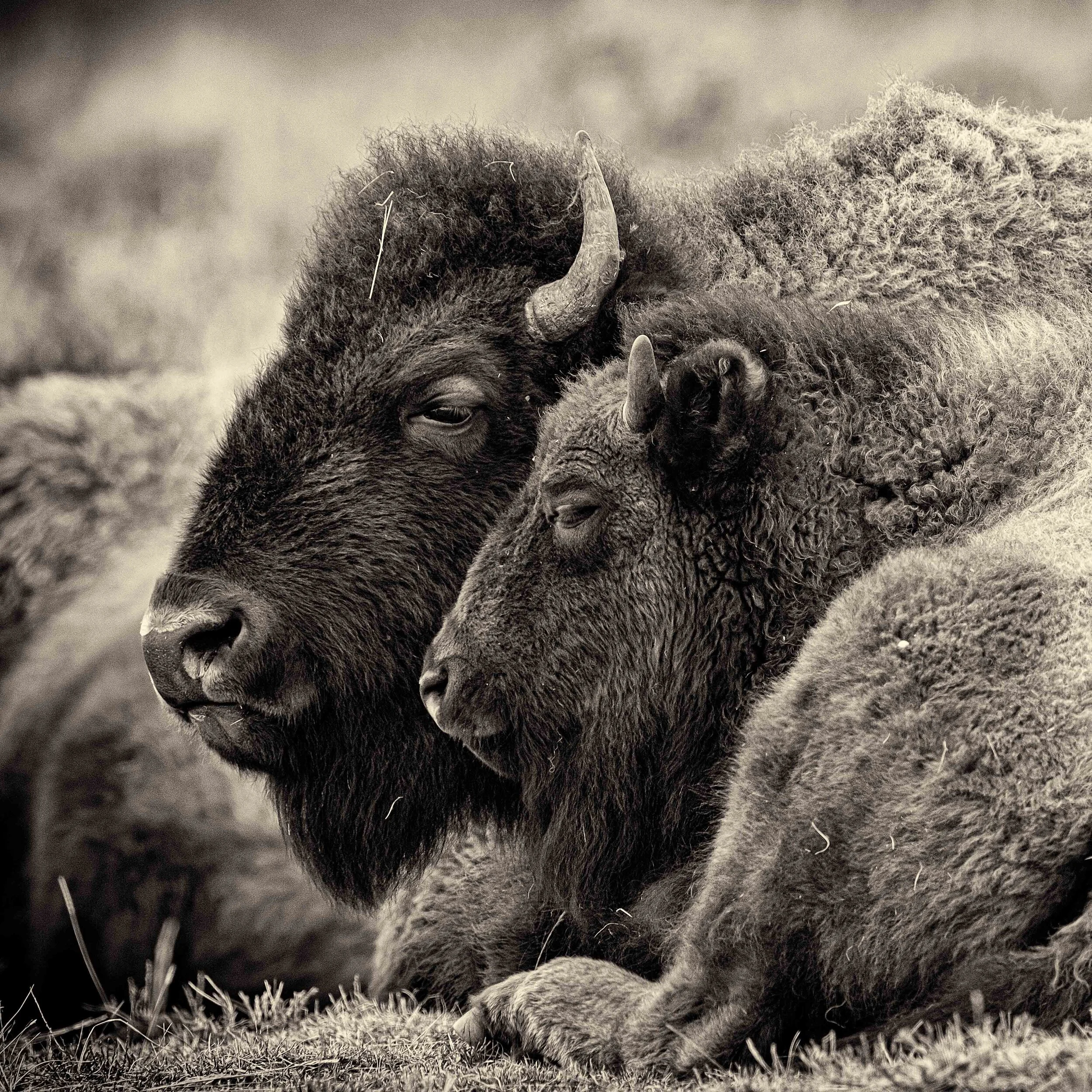 Bison Mom and Calf