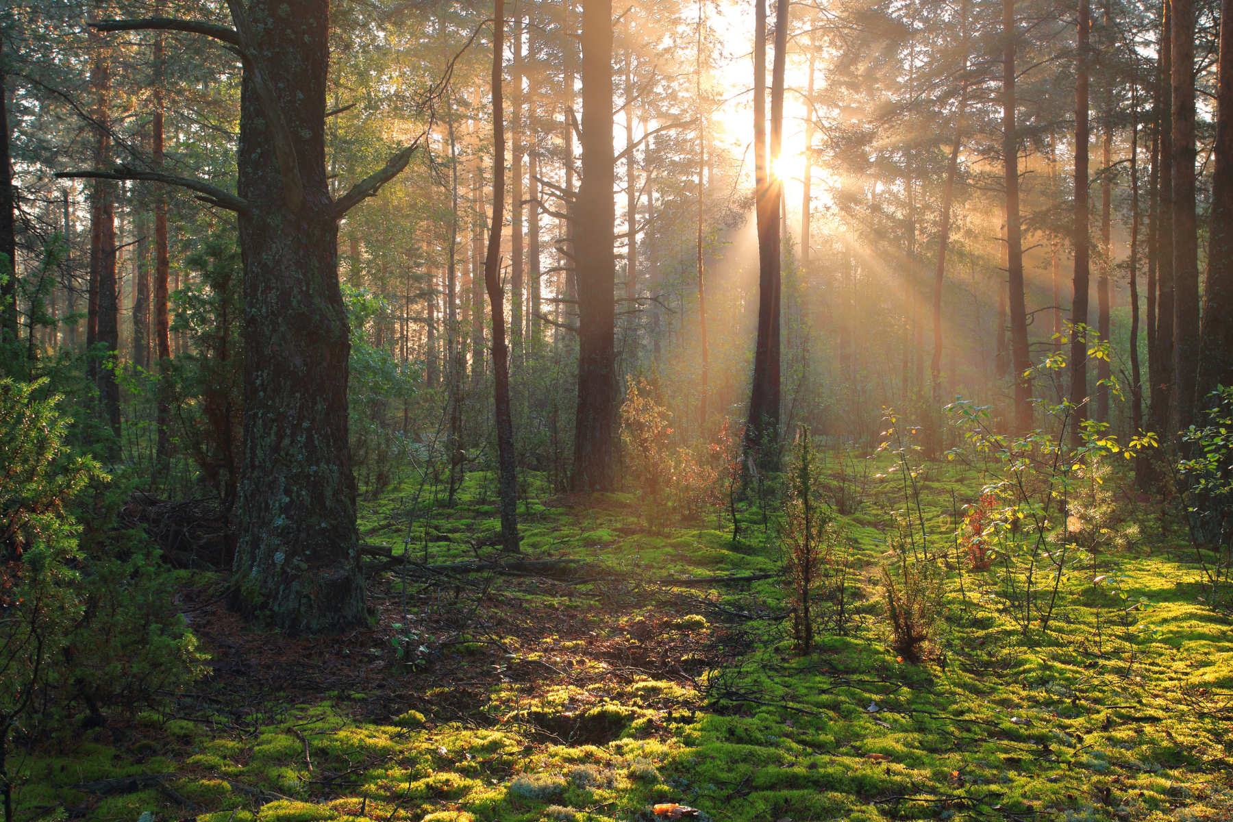 Sunlight streaming through tall trees in a lush, green forest with moss-covered ground.