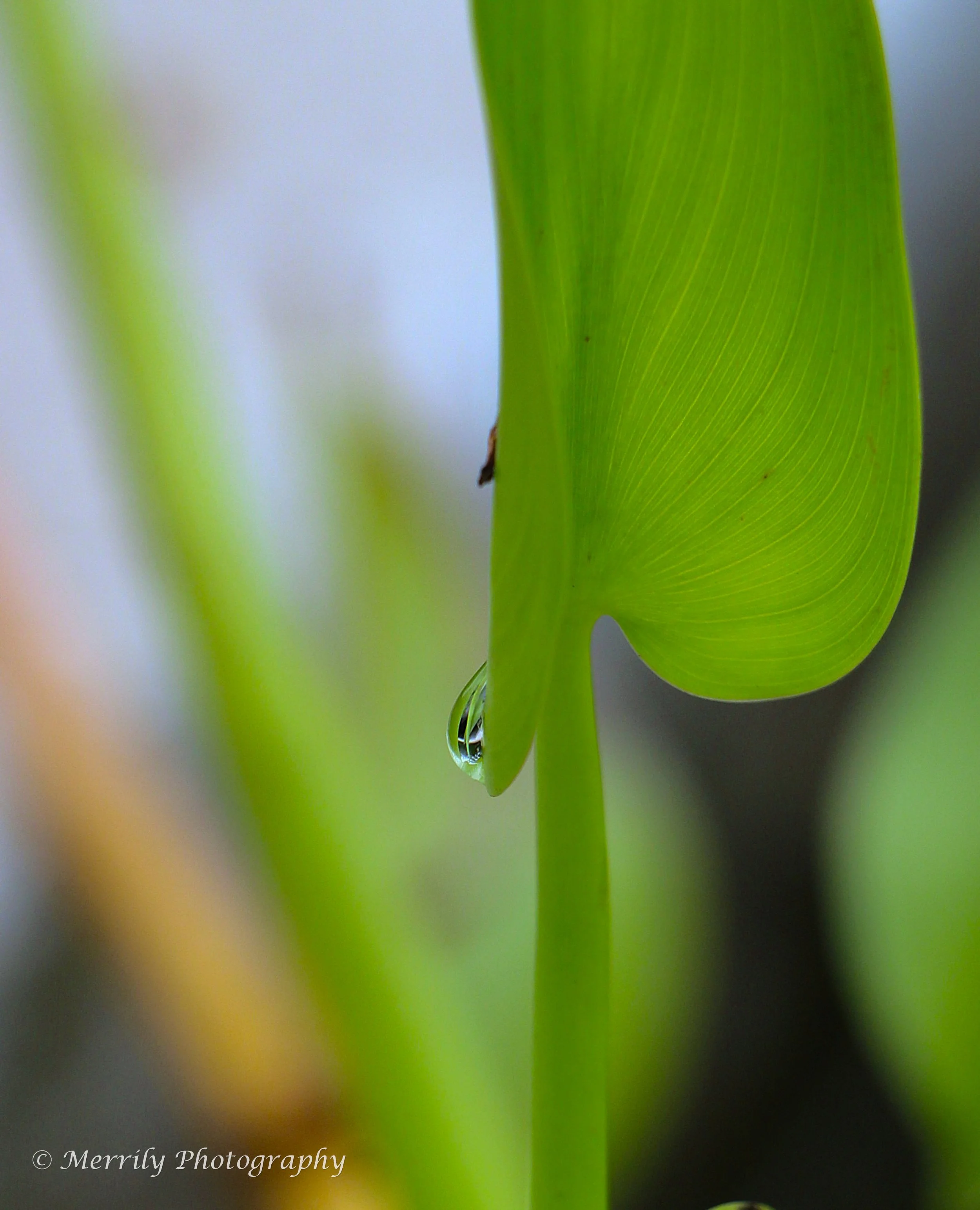 pond leaf with water droplet.jpg