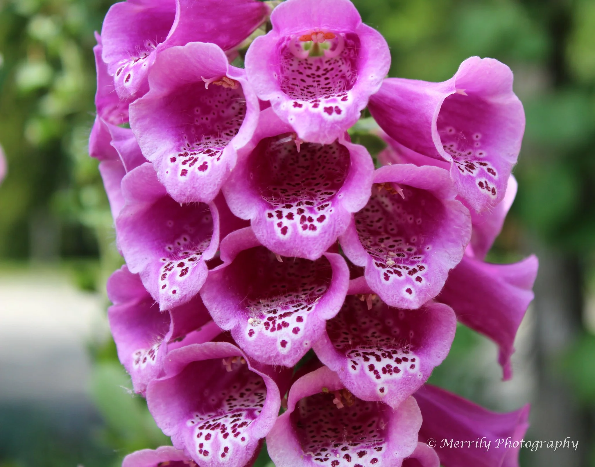 Foxglove Digital Copy