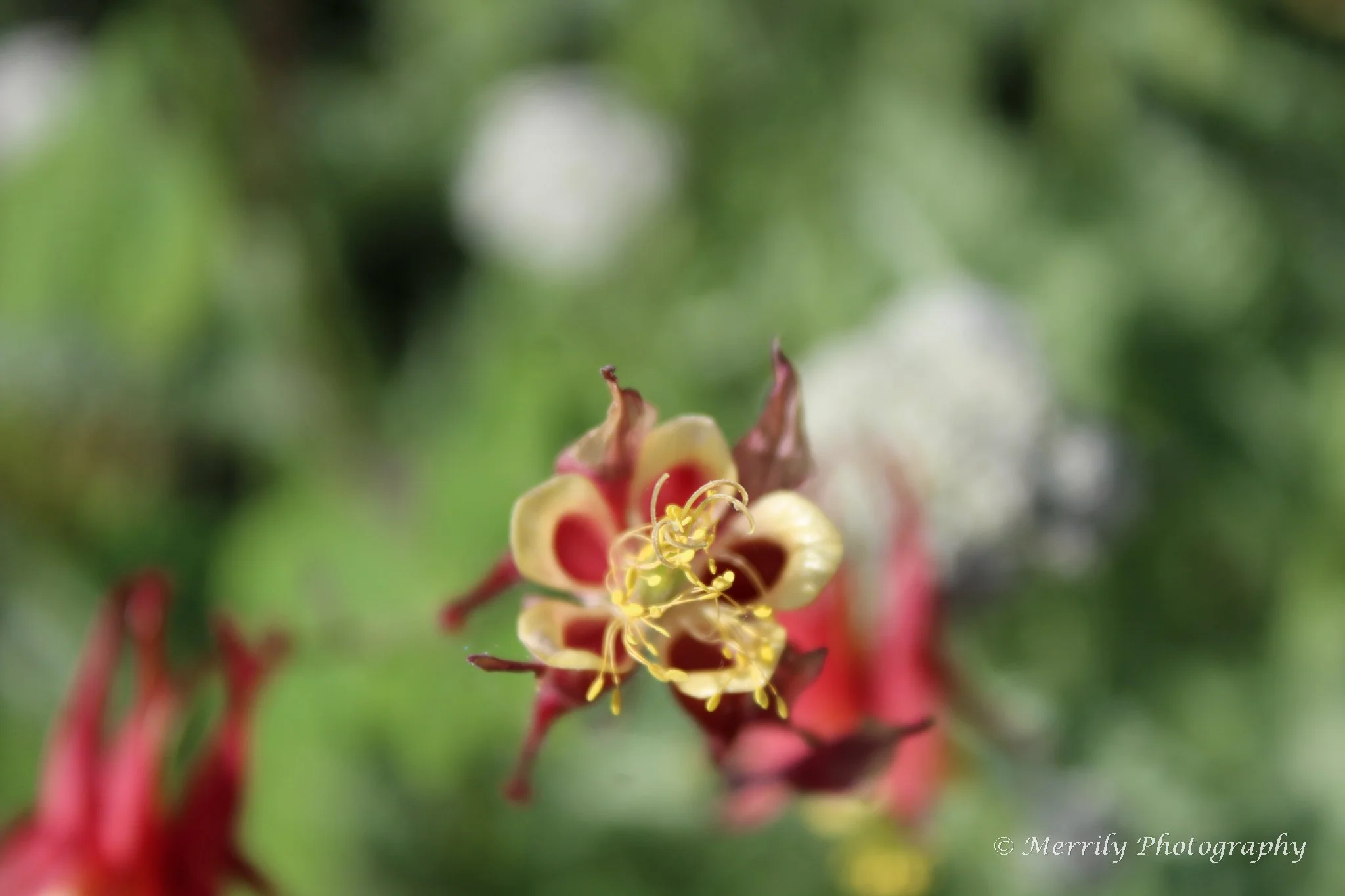 Red Columbine Aquilegia canadensis head on.jpg