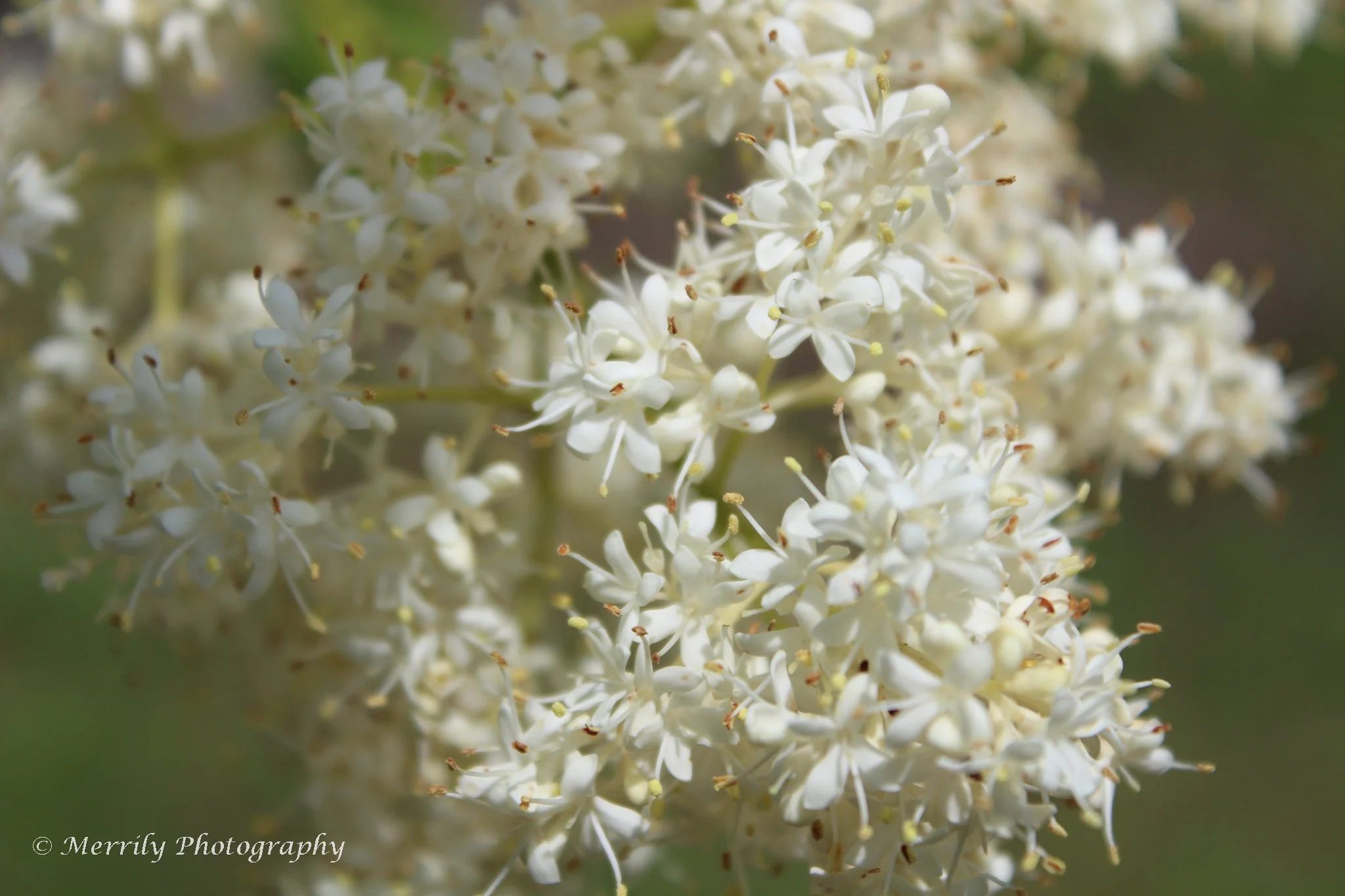 Japanese Tree Lilac.jpg