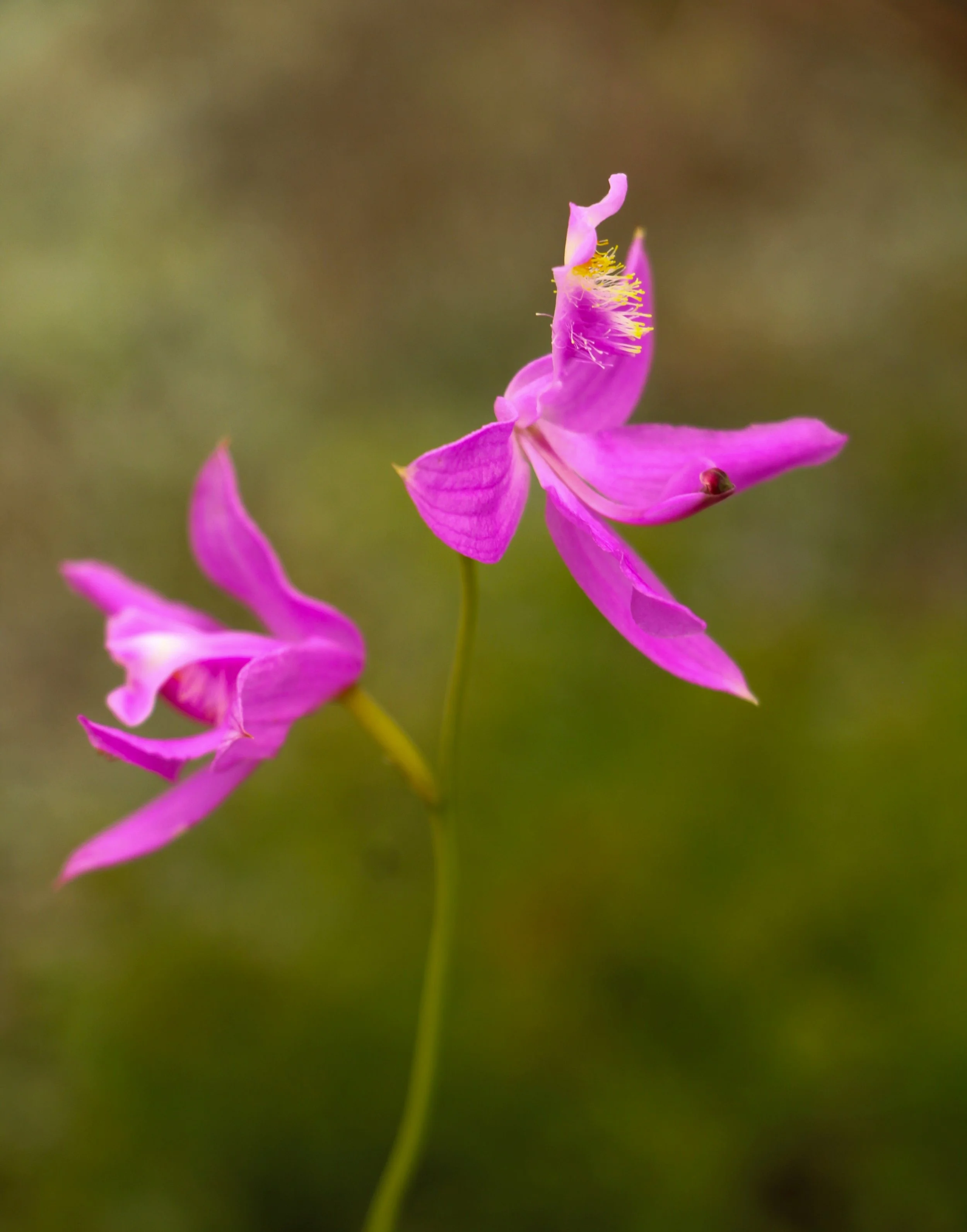 Orchid - grass pink 4-2.jpg