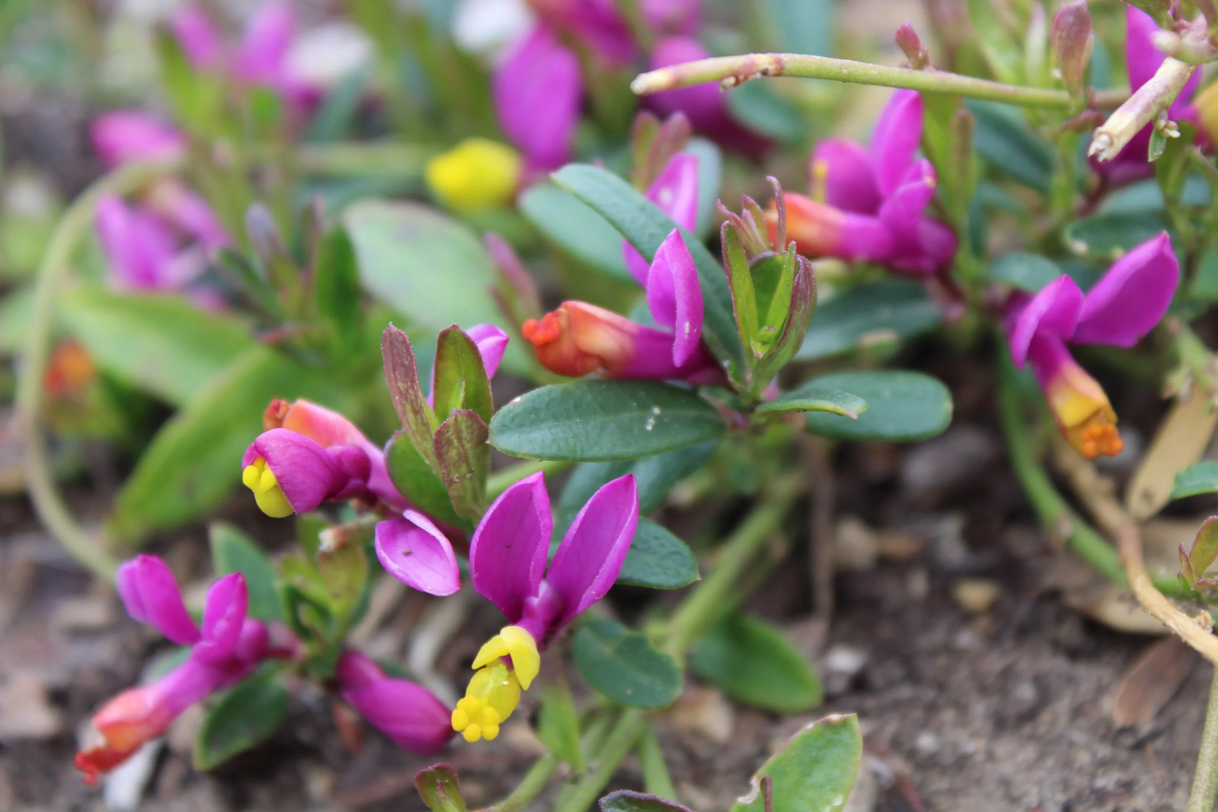 purple and yellow shrubby milkwort