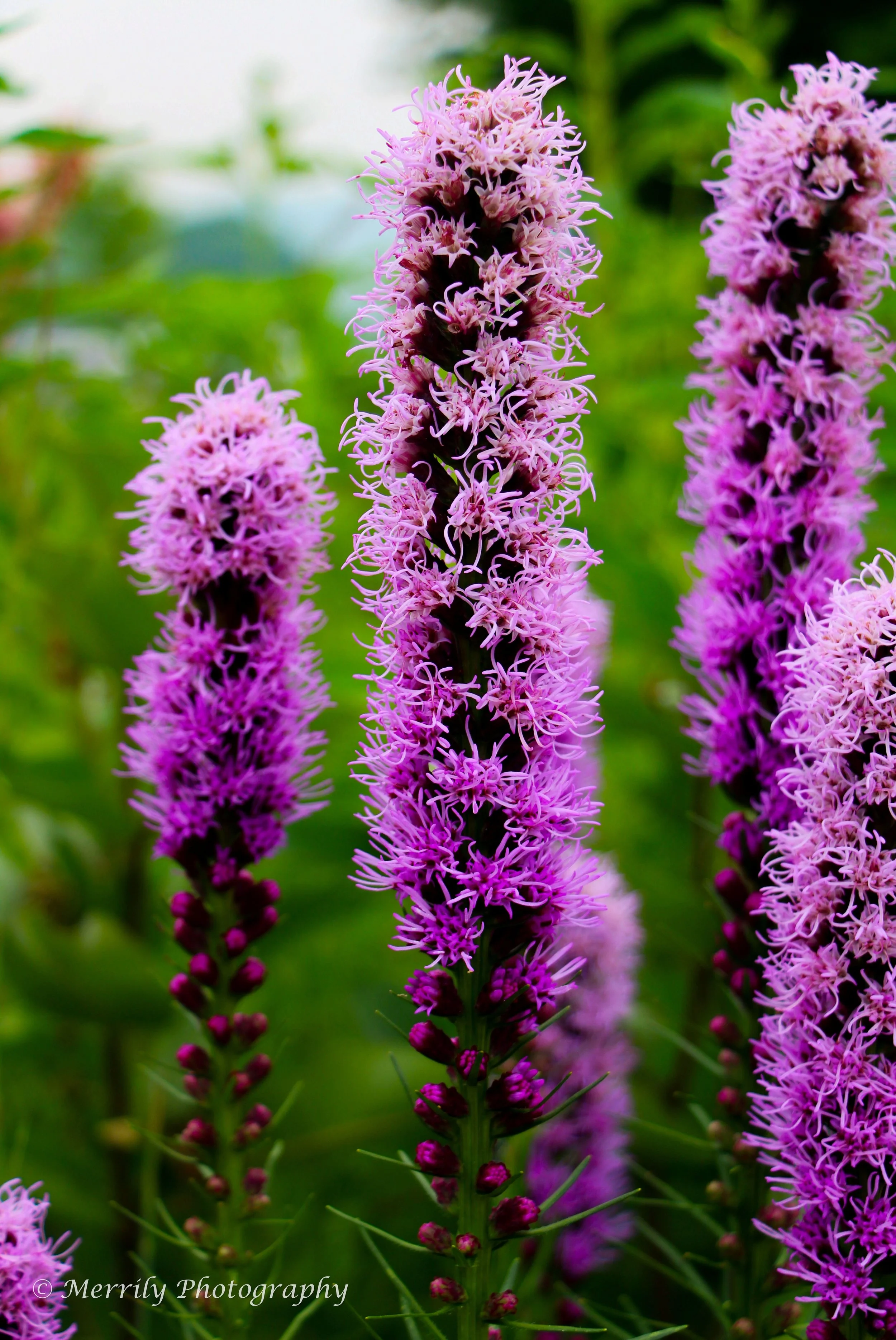 Liatris spicata 1.jpg