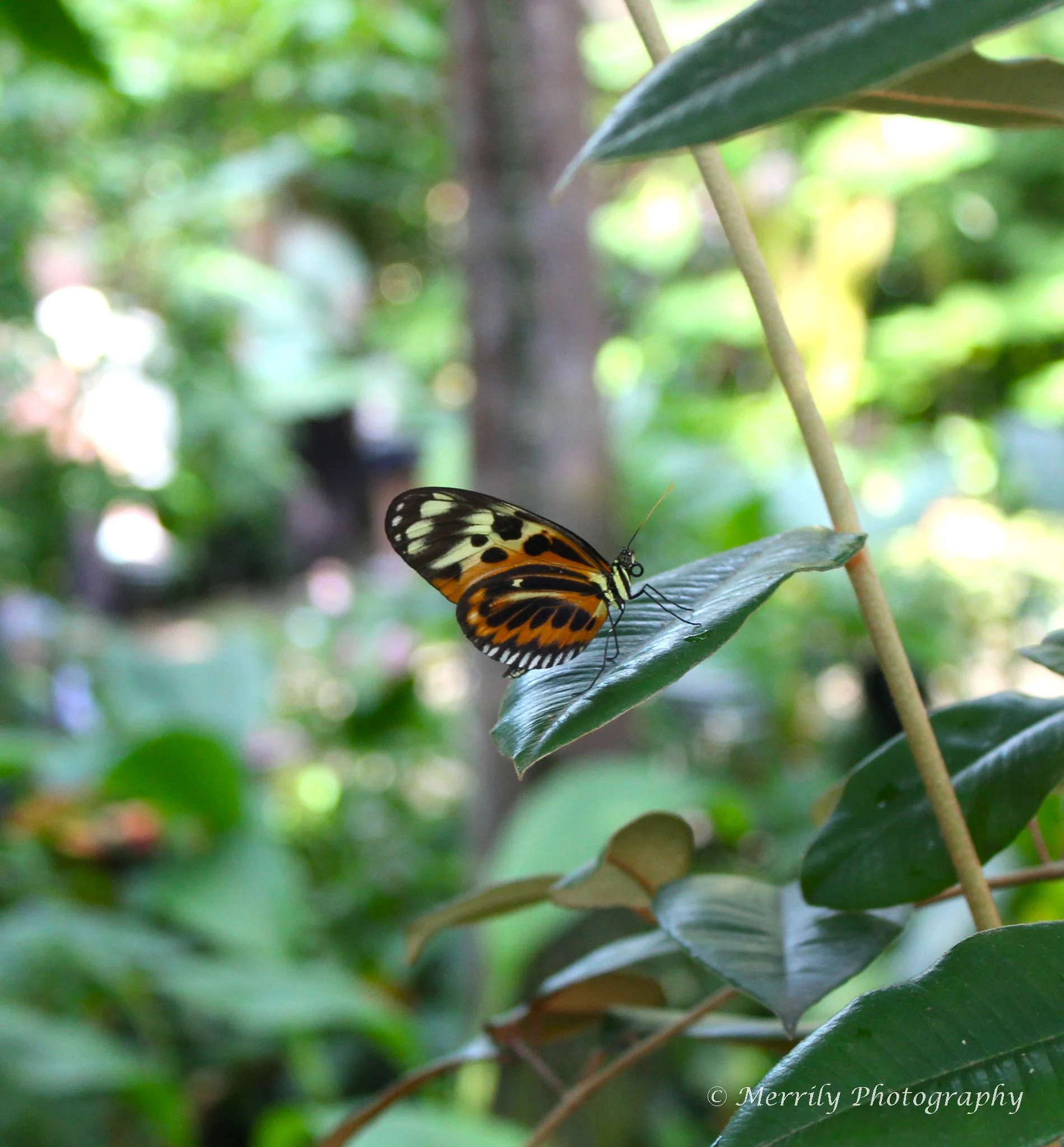 Tiger Longwing butterfly.jpg