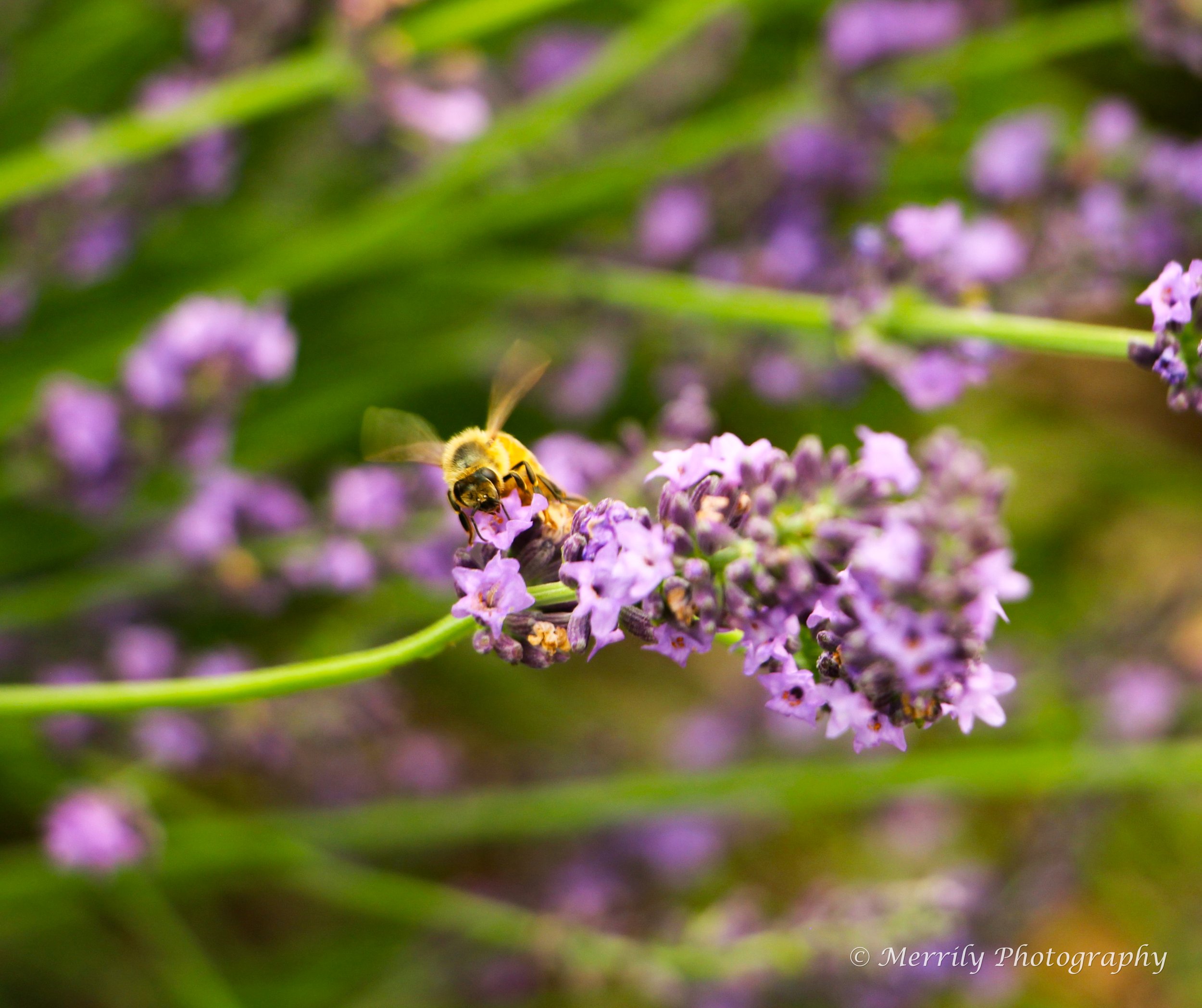 Lavender with bee.jpg