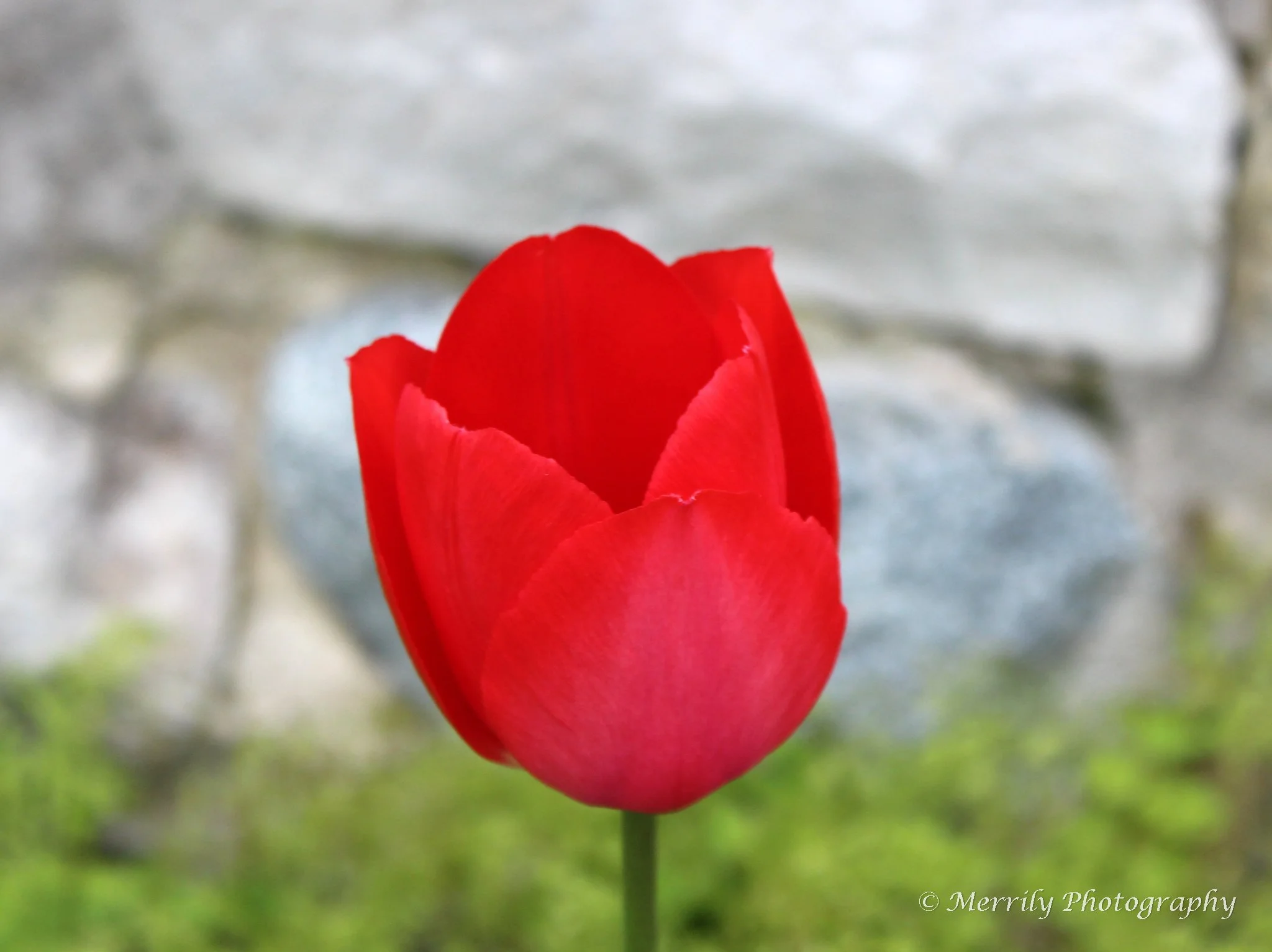 Red Tulip.jpg