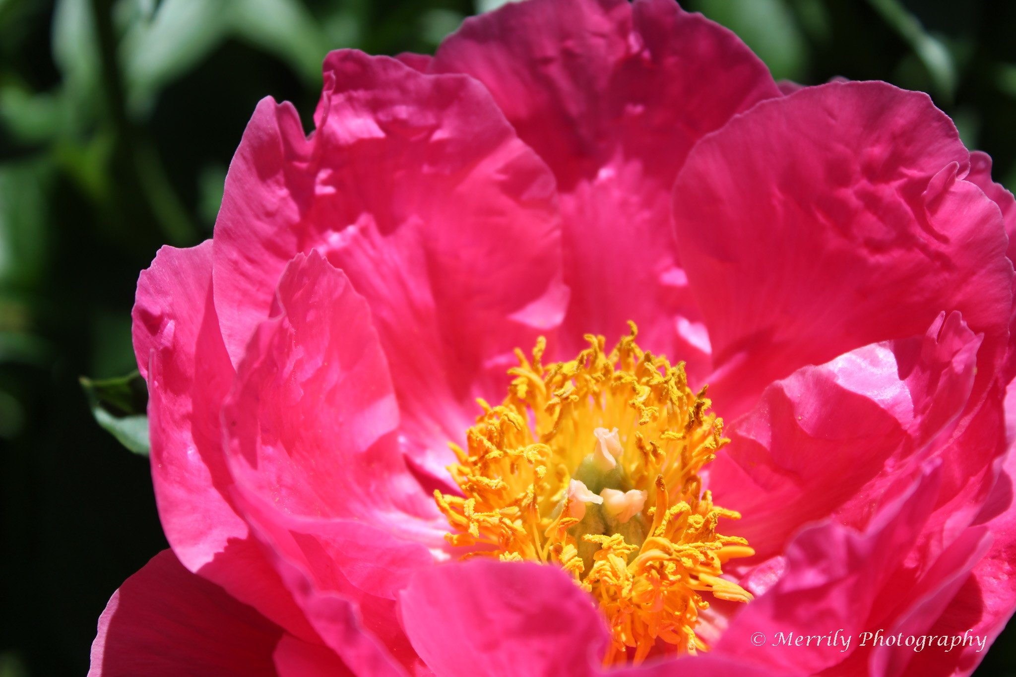 Pink Peony Digital Copy