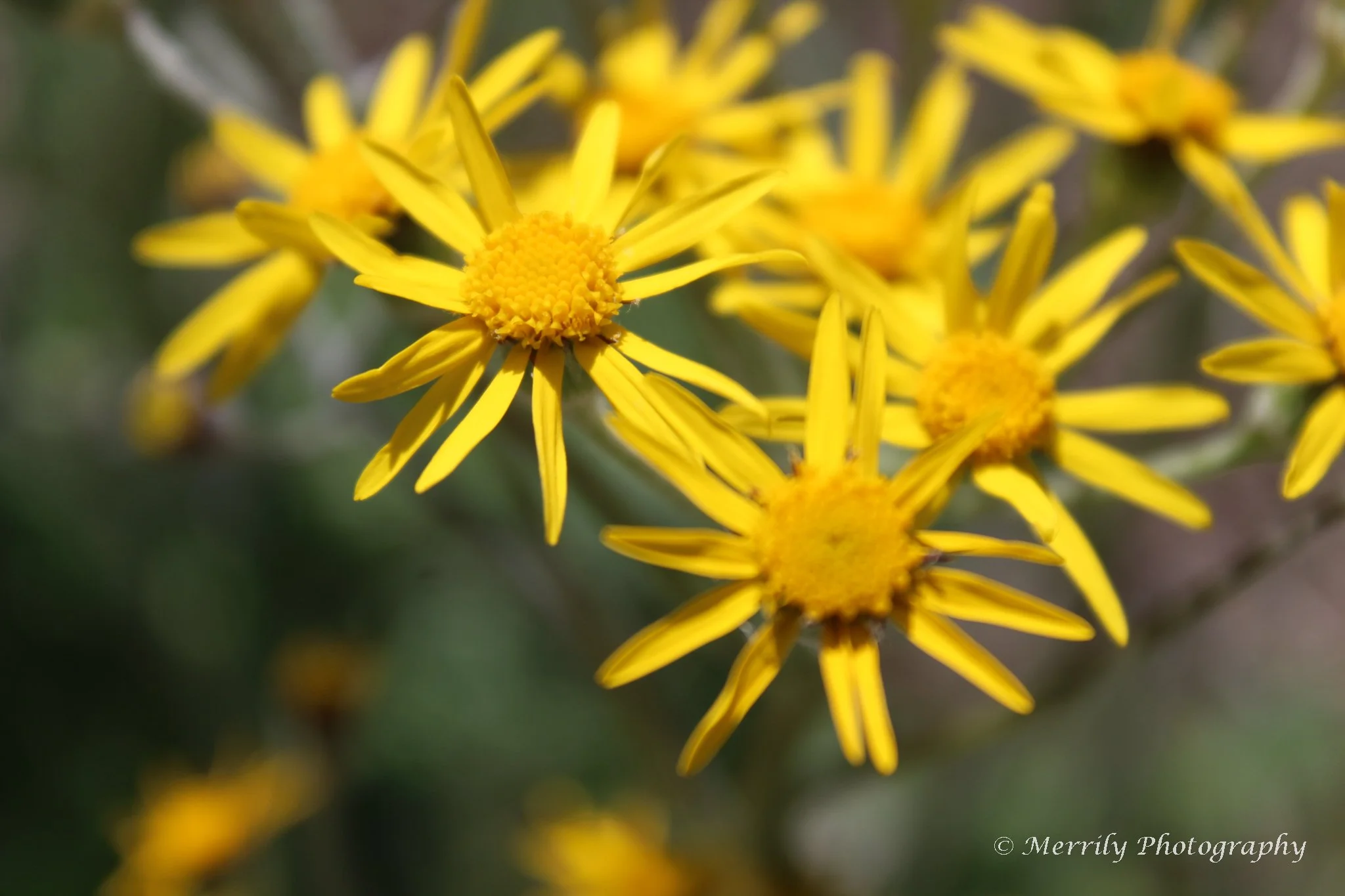 Golden Ragwort Packera aurea Digital Copy