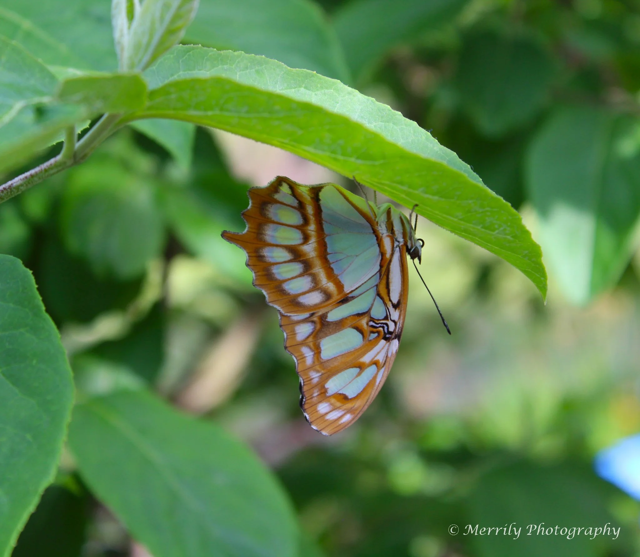 Malachite Siproeta stelenes Butterfly Digital Copy