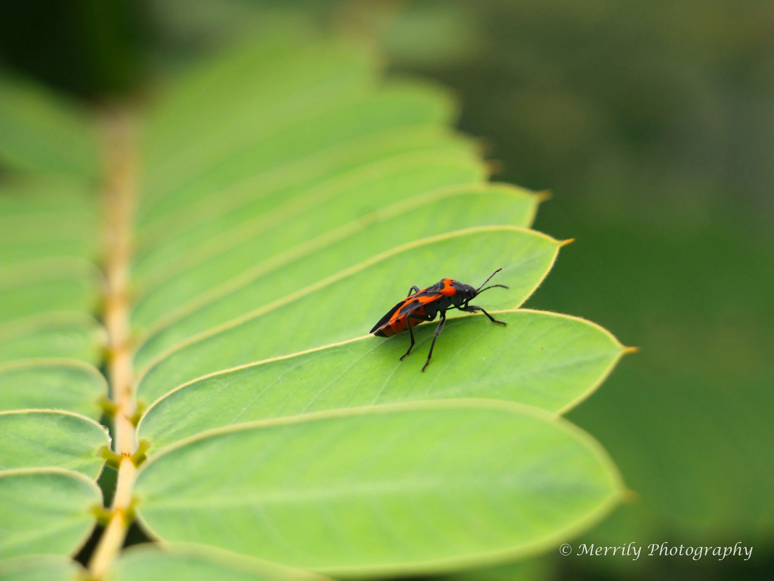 Milkweed Bug Digital Copy