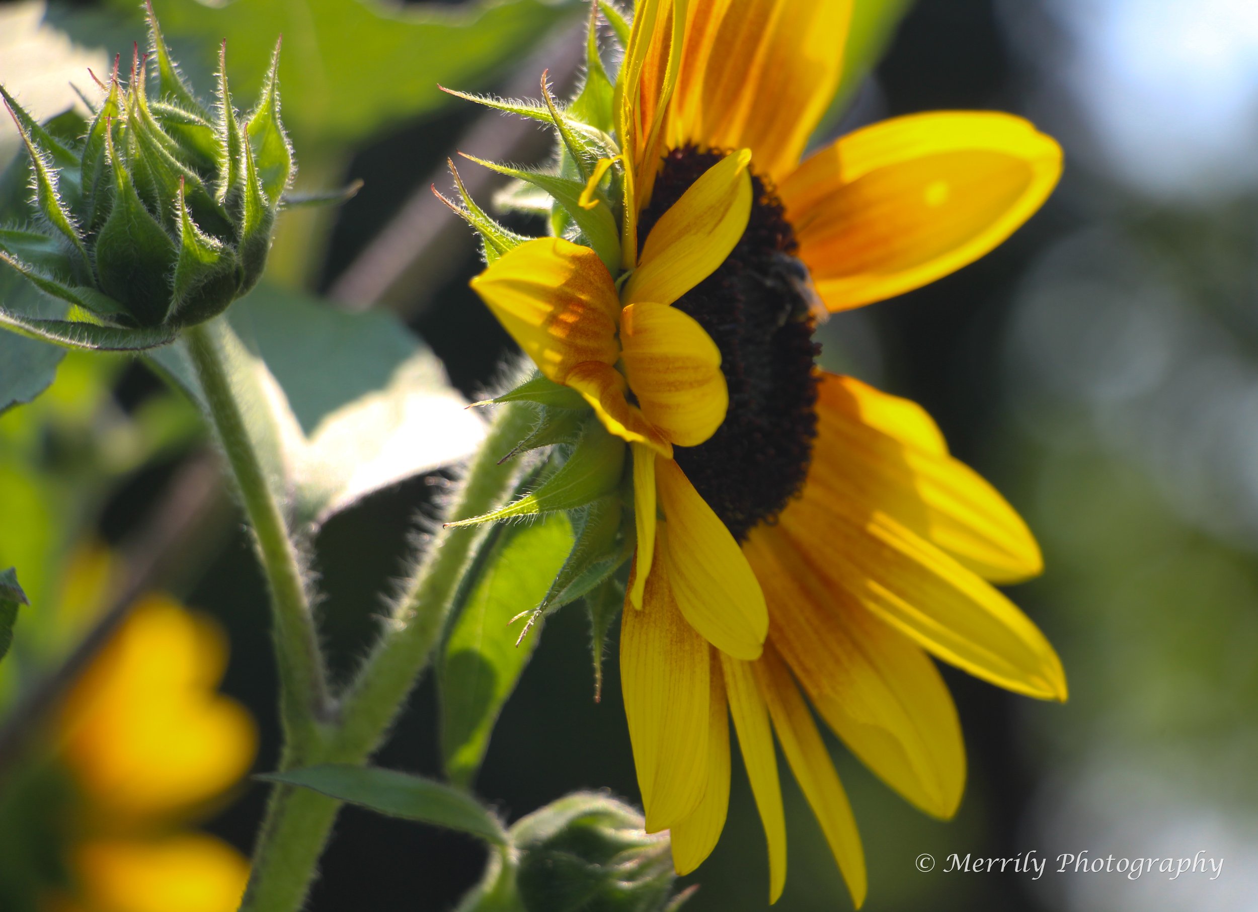 Common Sunflower