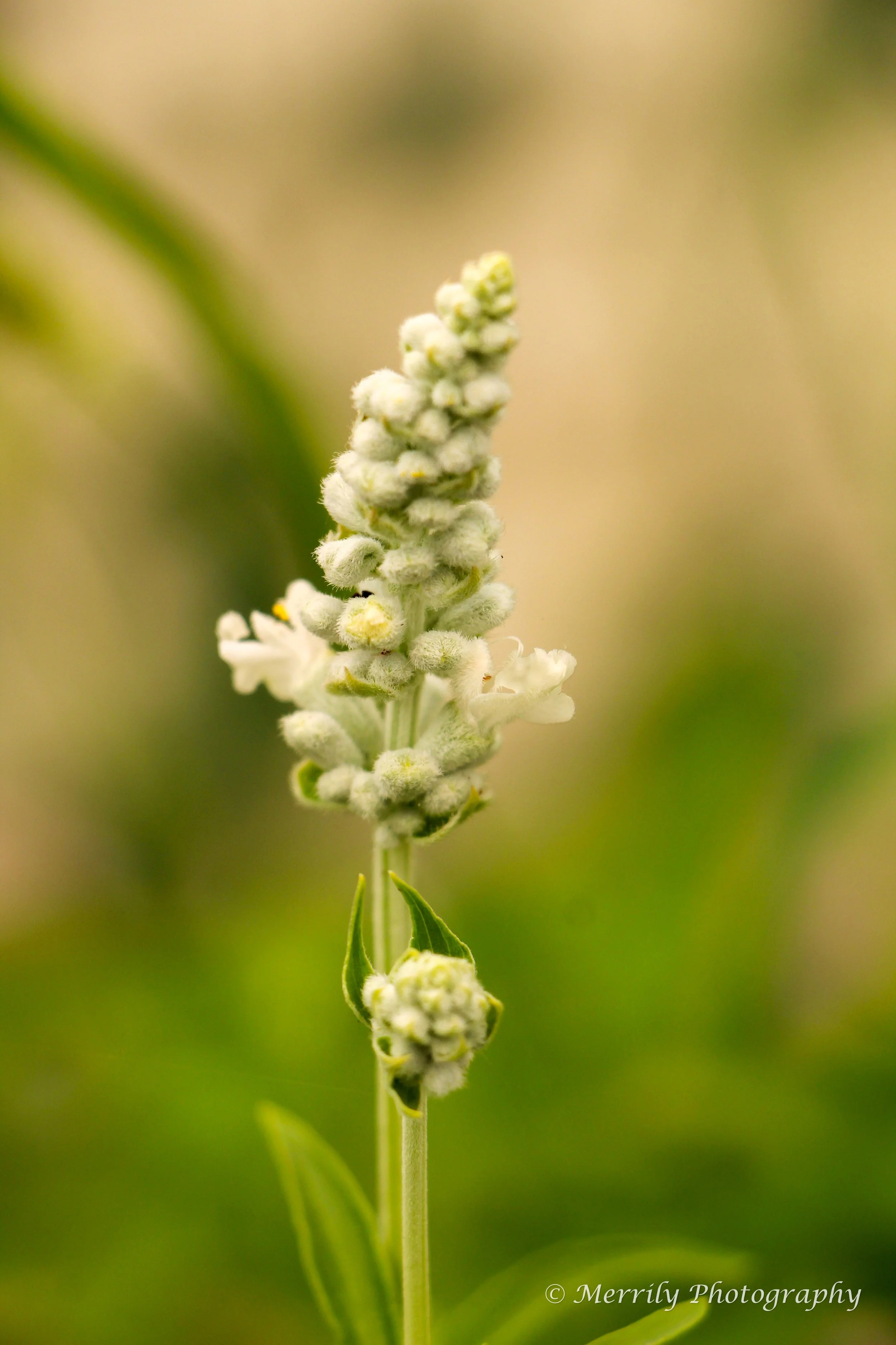 White Milkwort.jpg