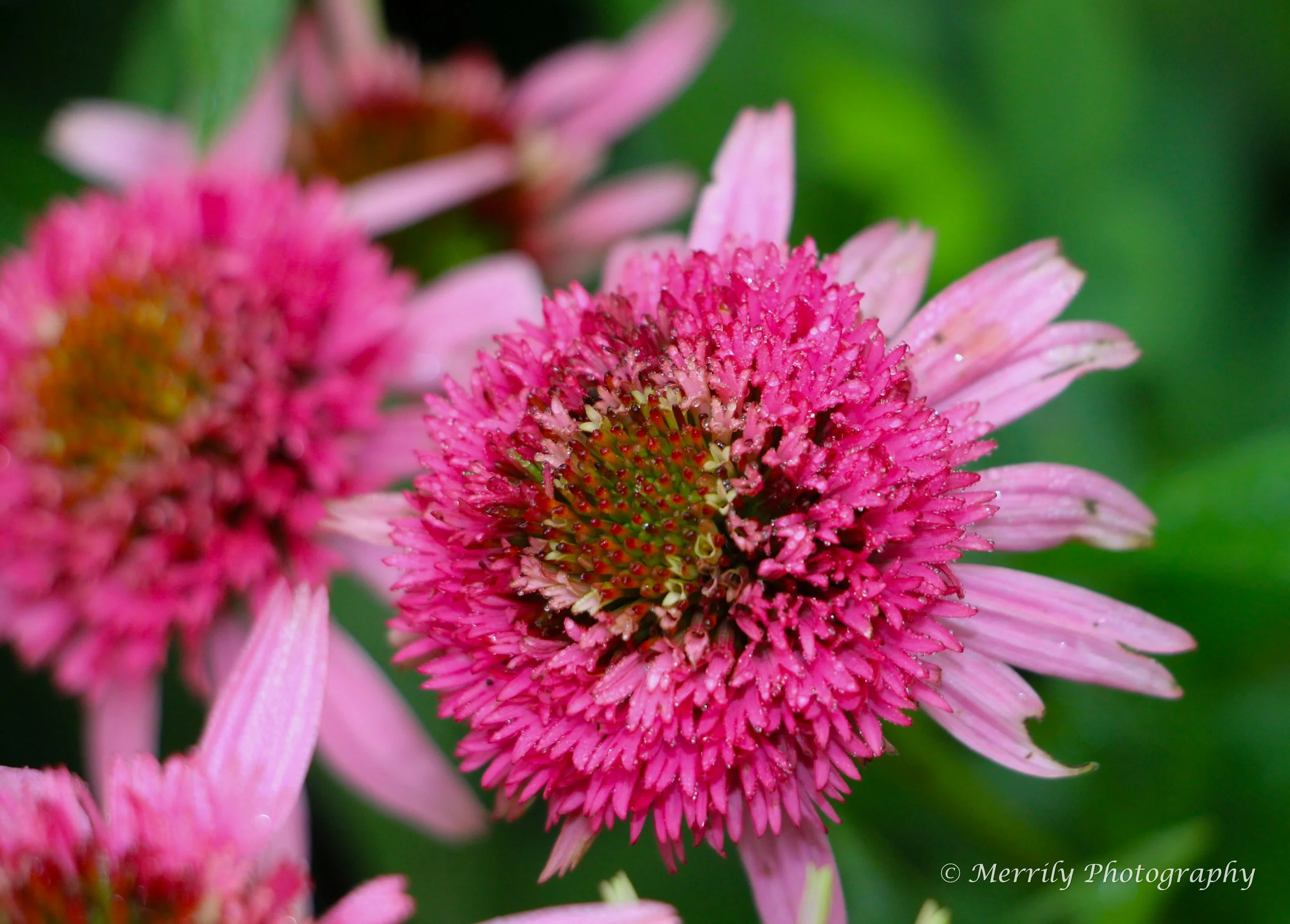 Echinacea purpurea 'Butterfly Kisses'.jpg