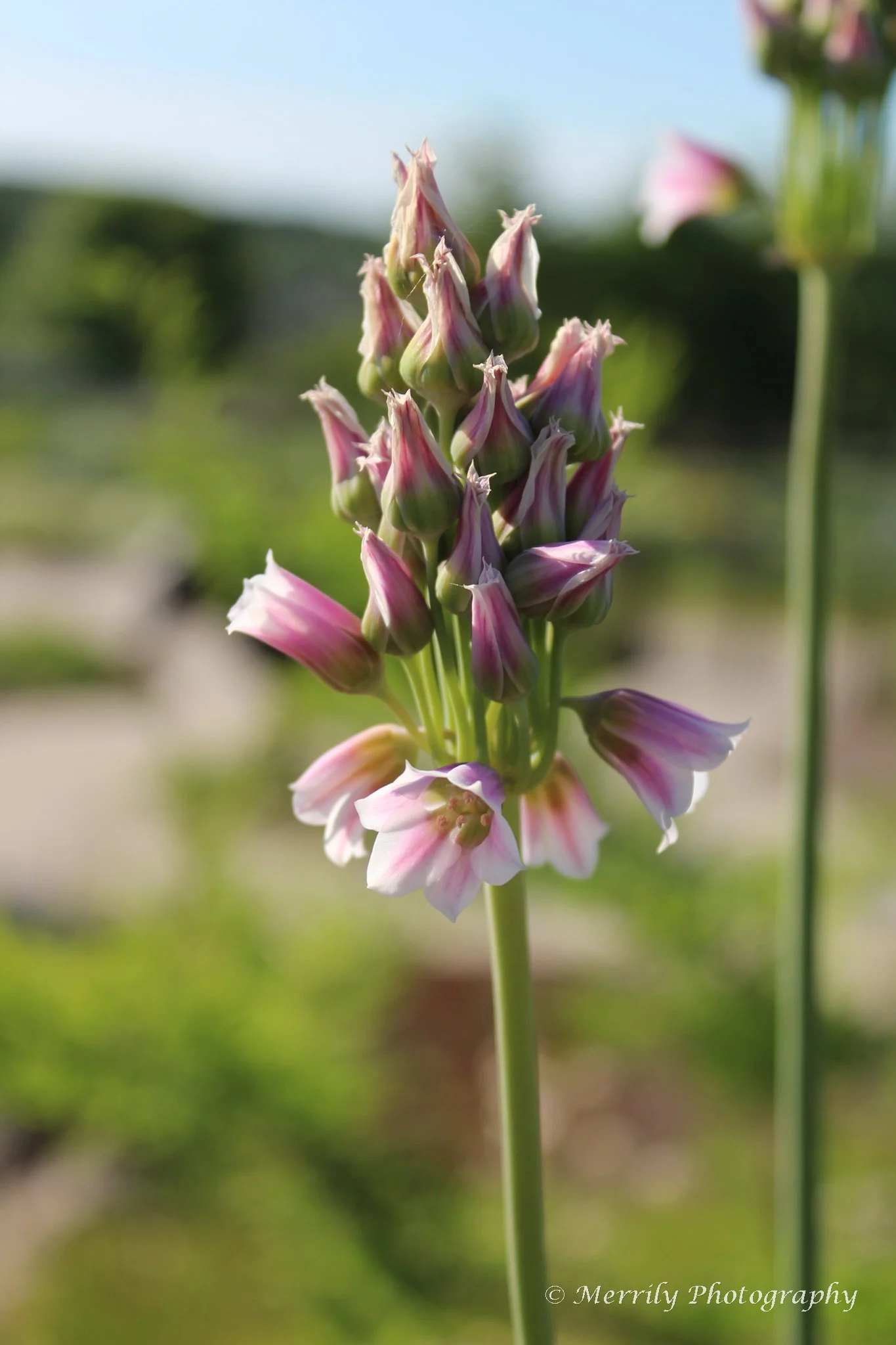 Sicilian honey garlic Nectaroscordum siculum bunch.jpg