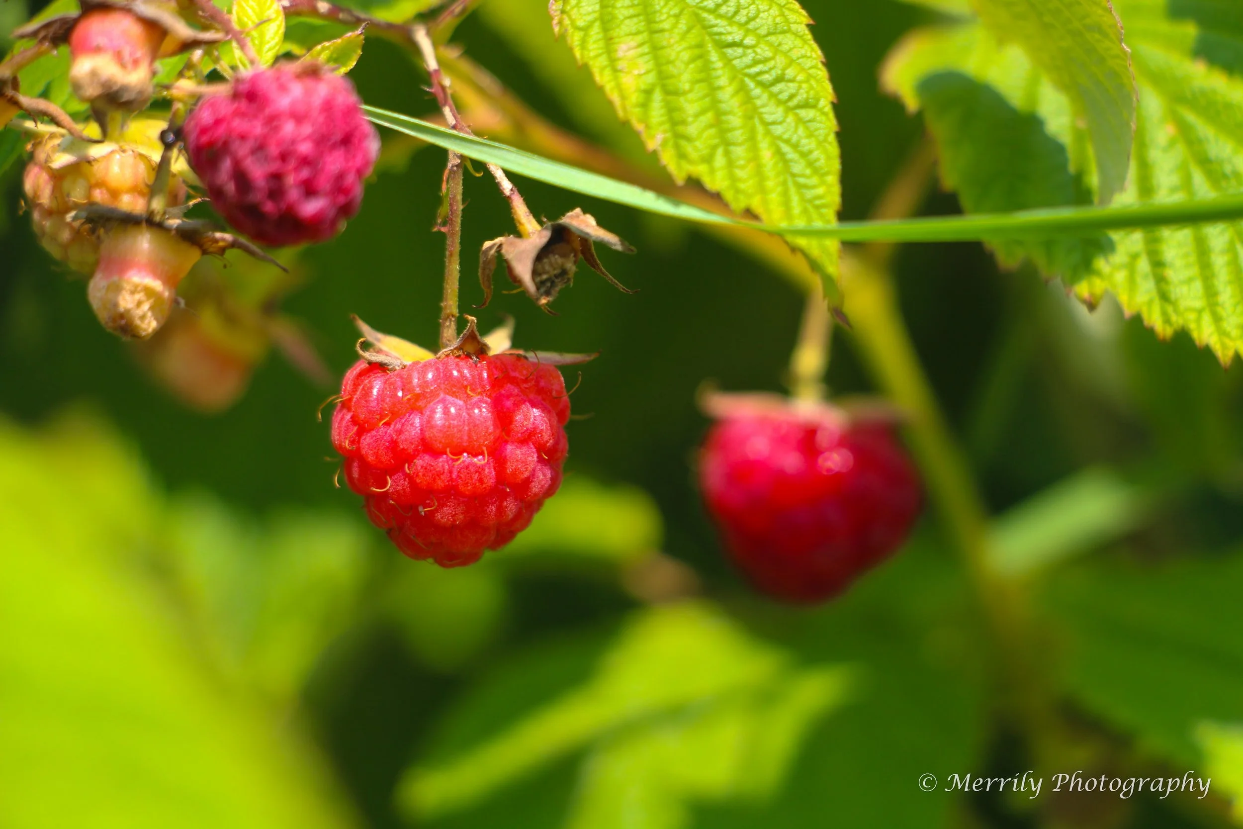 Raspberries 1.jpg