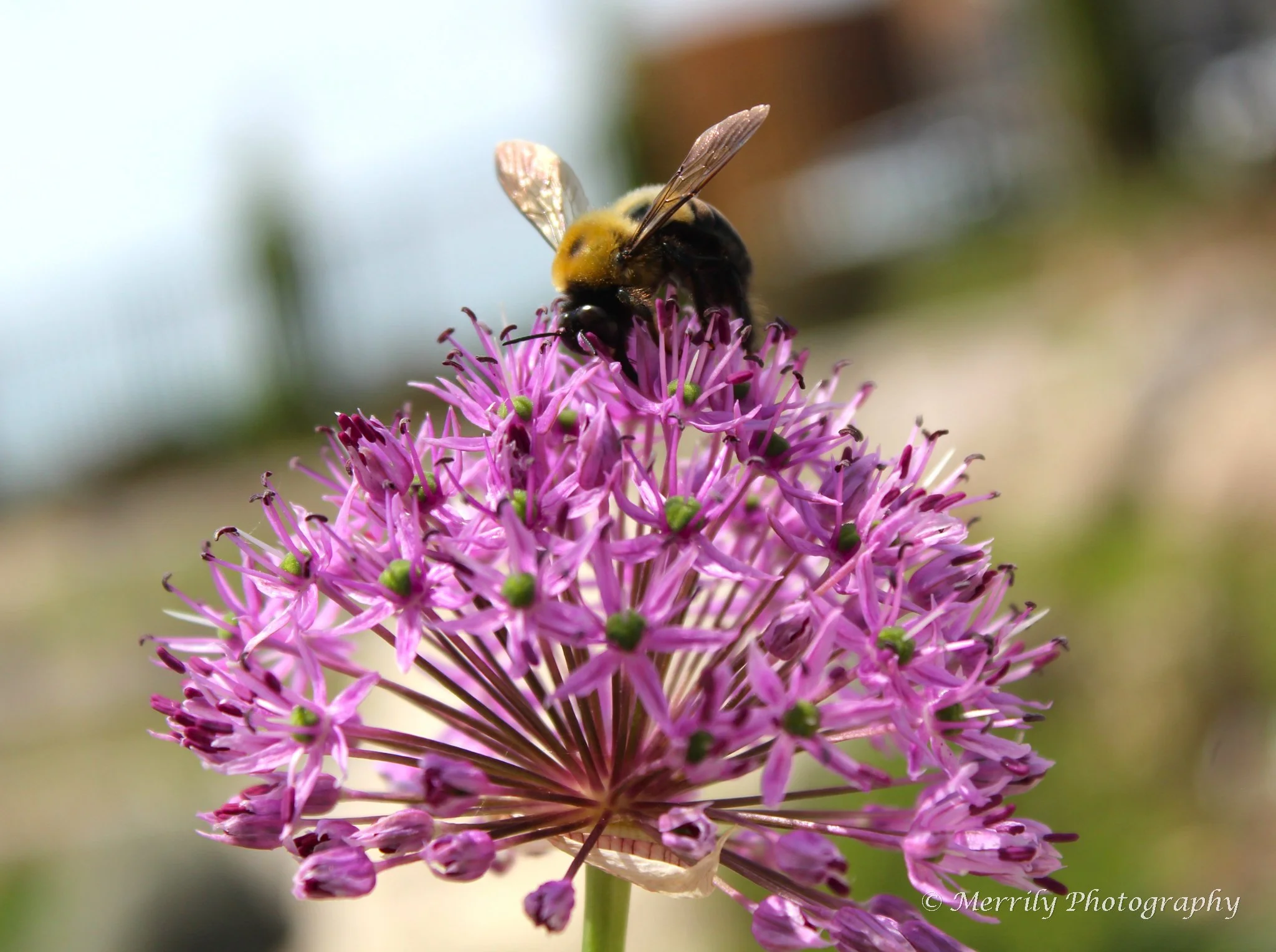 A close-up of a bee on a vibrant allium flower with a blurred background.