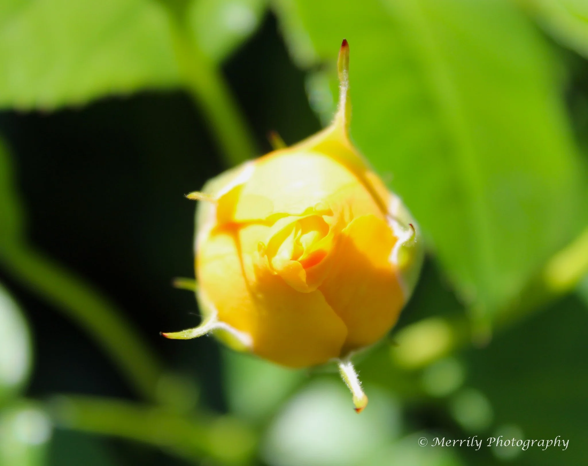 Yellow Rosebud.jpg