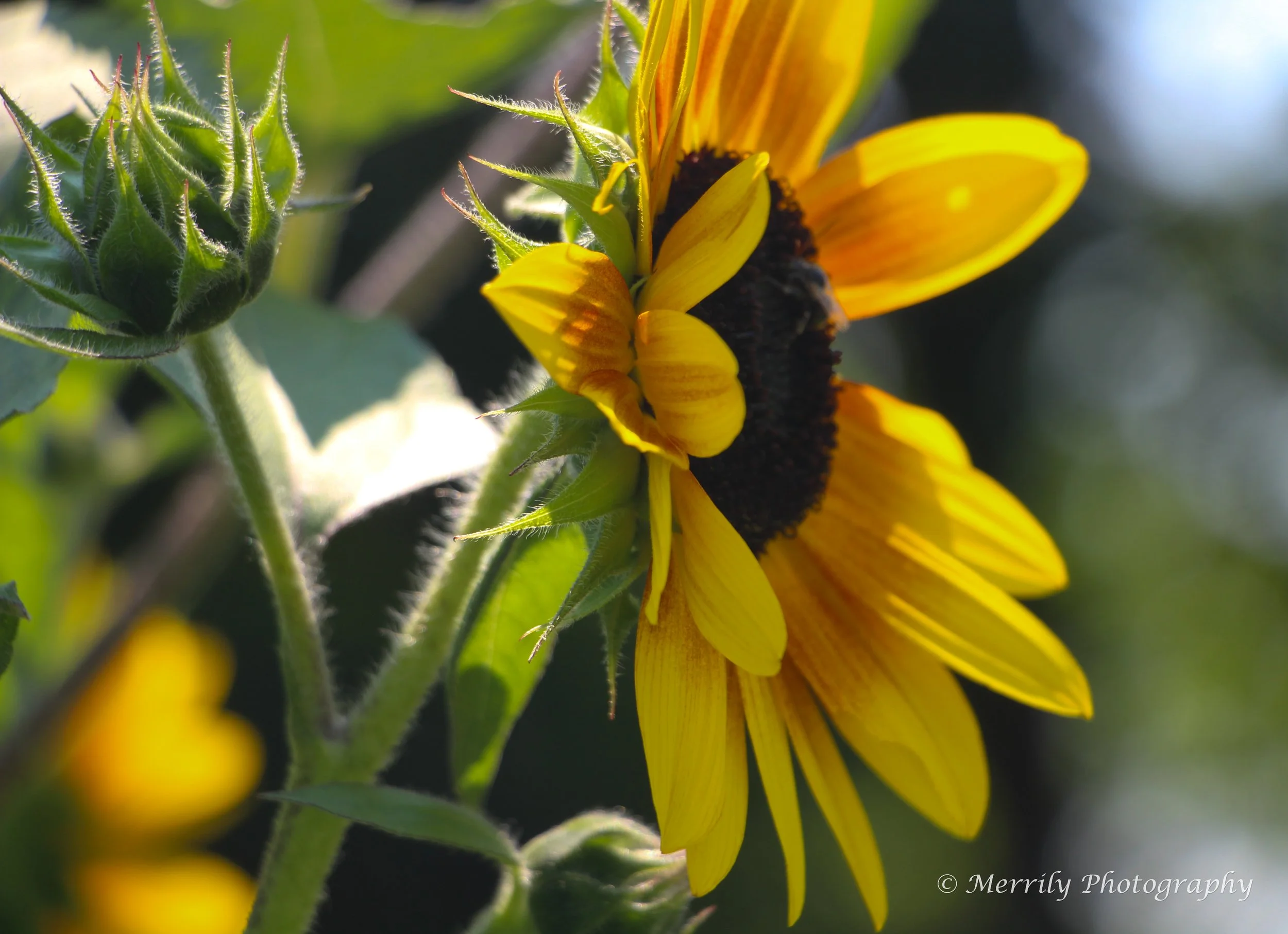 common sunflower (Helianthus annuus) 2 side angle.jpg