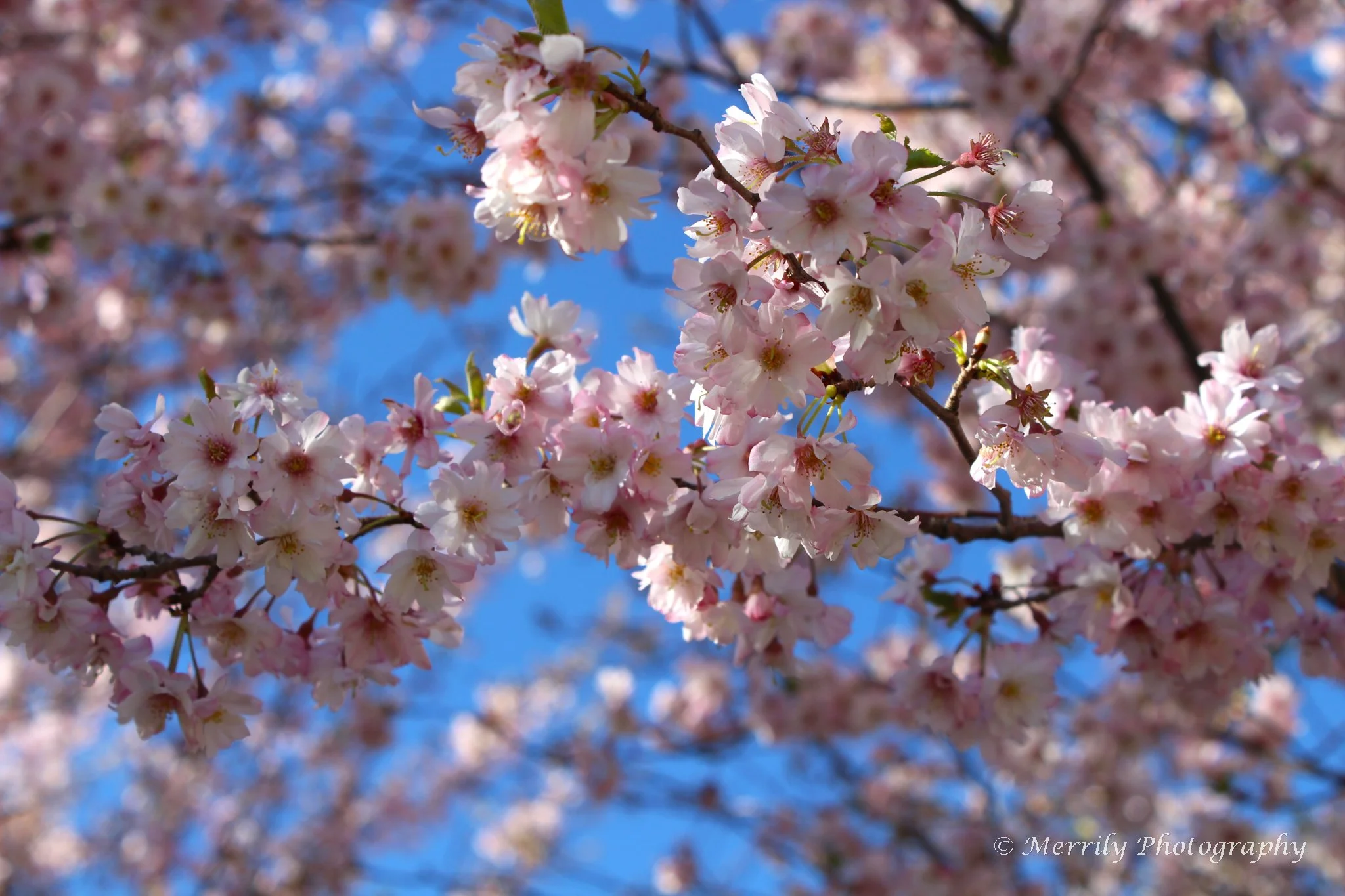 Ornamental Cherry.jpg