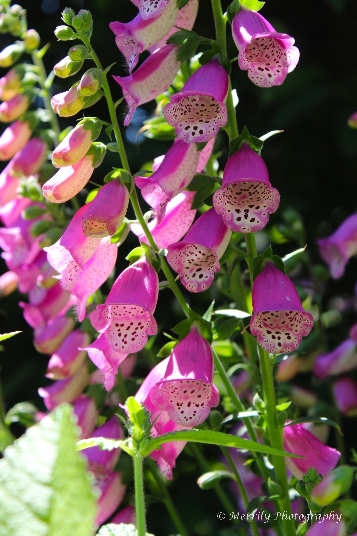 Foxglove Digitalis.jpg