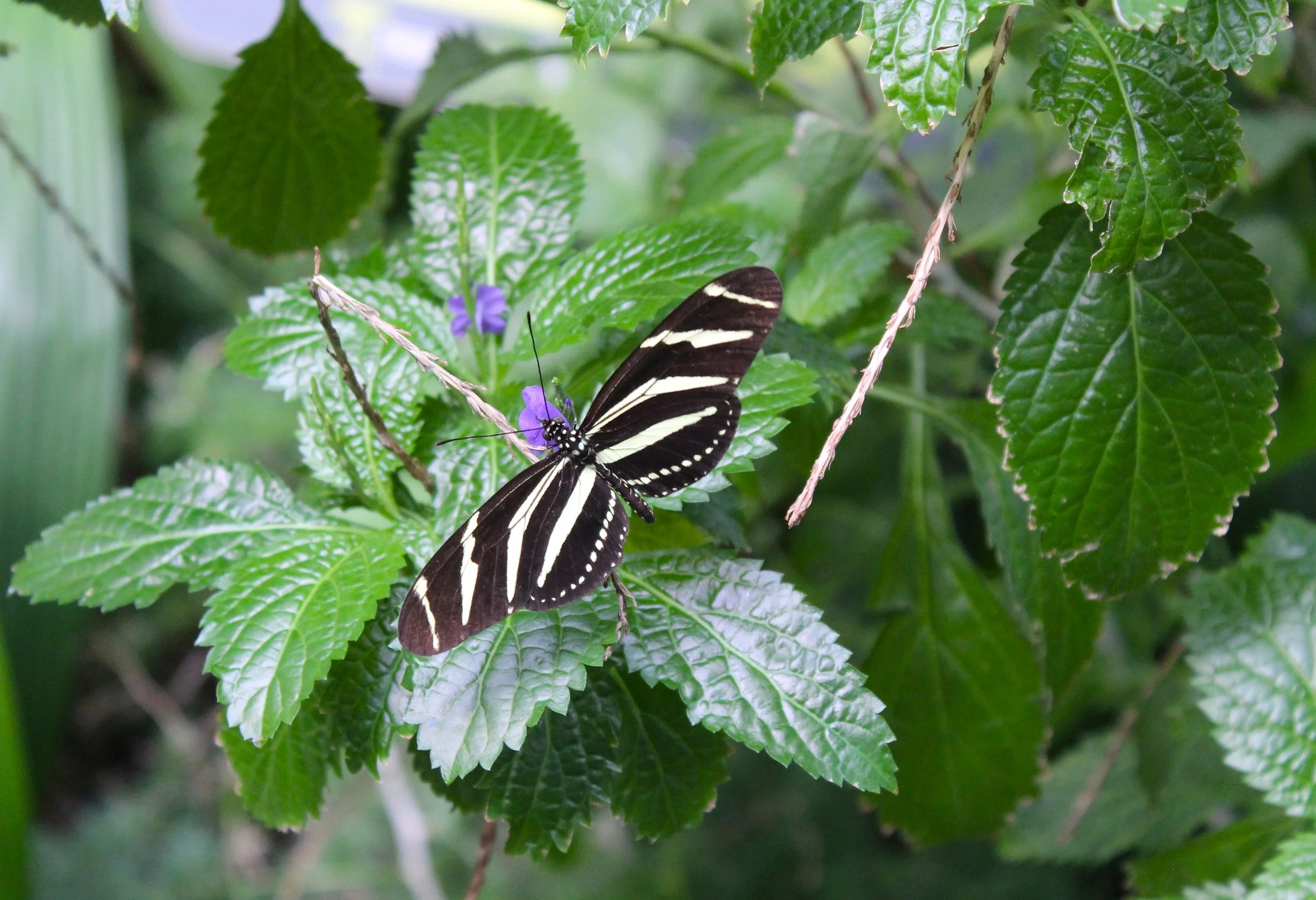 Striped Butterfly print