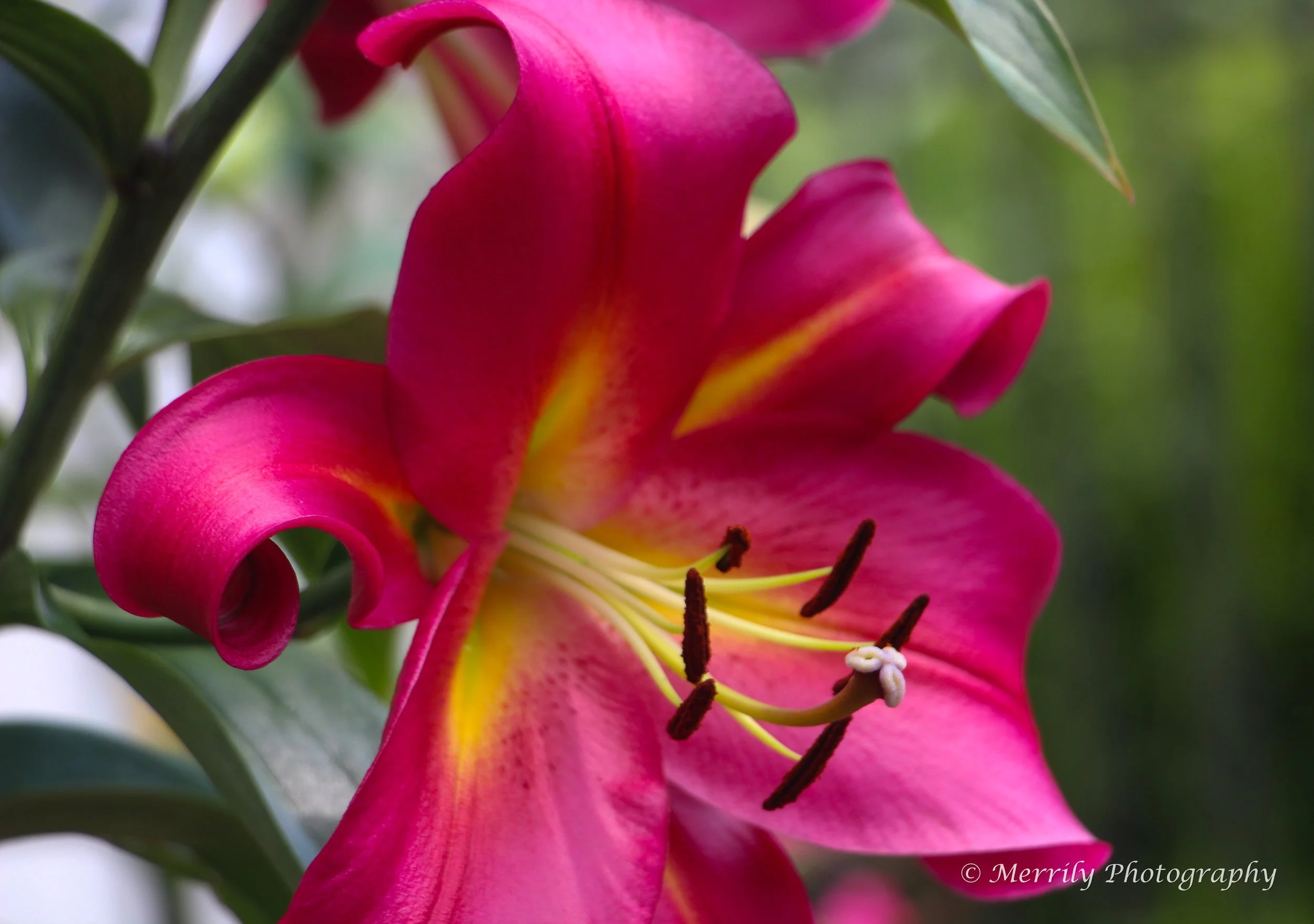Lily Pink 4.jpg